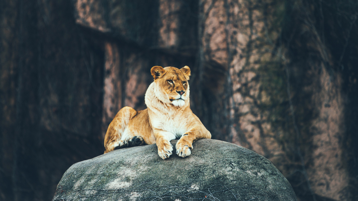 Lionne Brune Sur la Roche Grise Pendant la Journée. Wallpaper in 1366x768 Resolution
