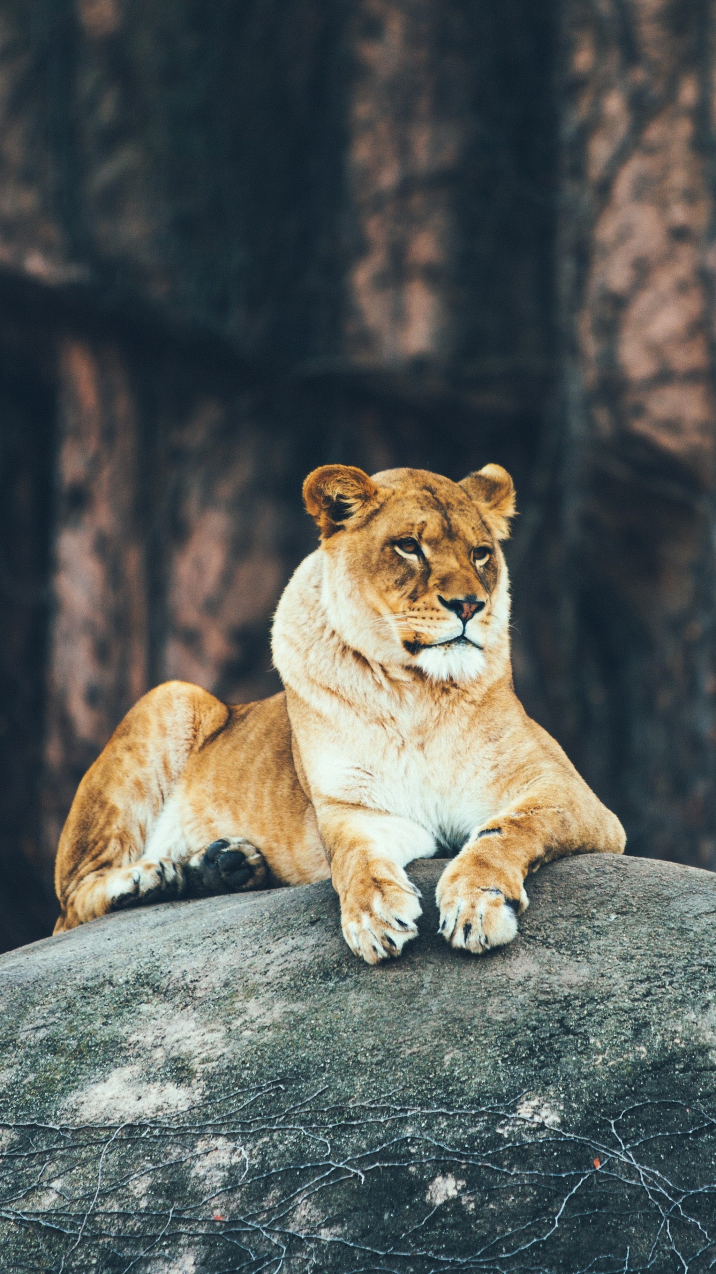 Lionne Brune Sur la Roche Grise Pendant la Journée. Wallpaper in 1440x2560 Resolution