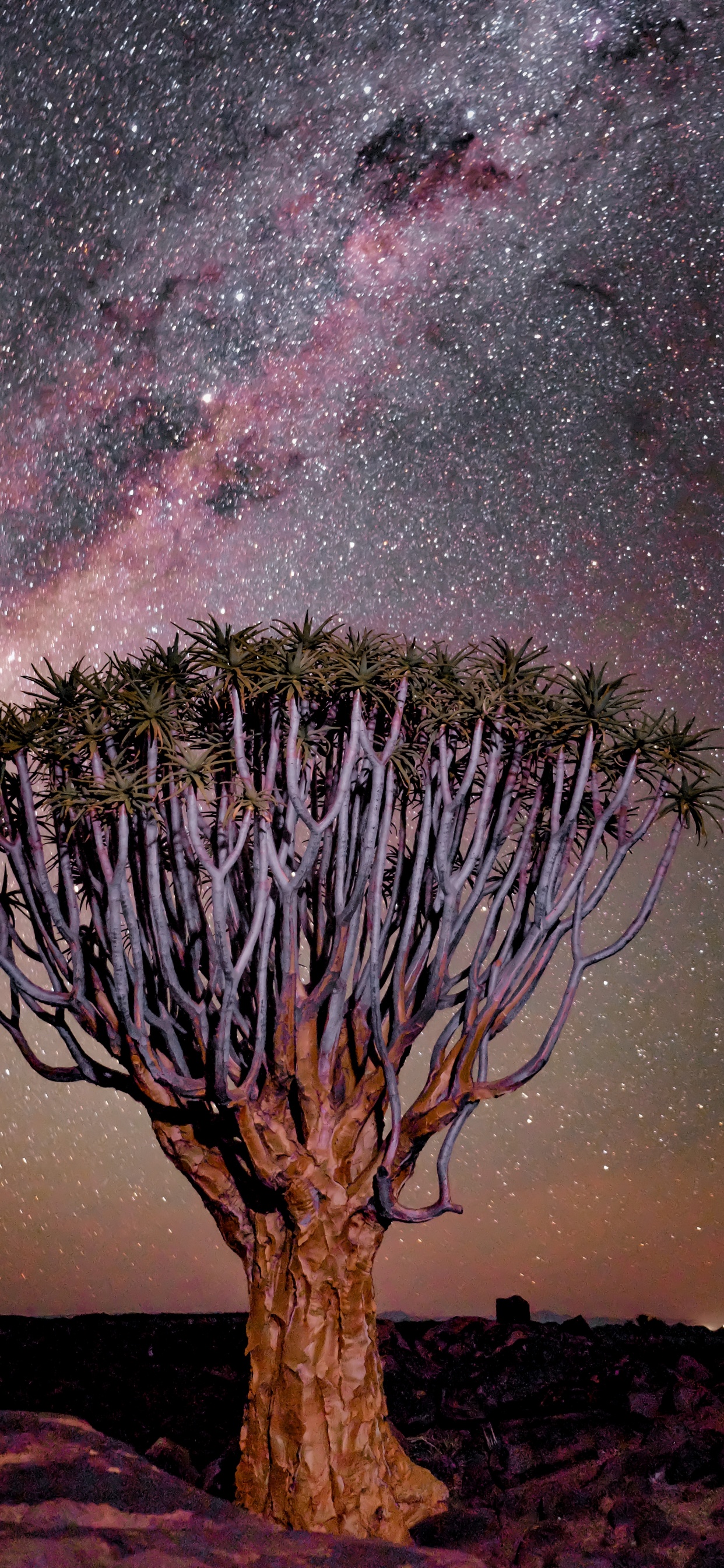 Purple, Nature, Fish River Canyon, Landscape, Quiver Tree. Wallpaper in 1242x2688 Resolution