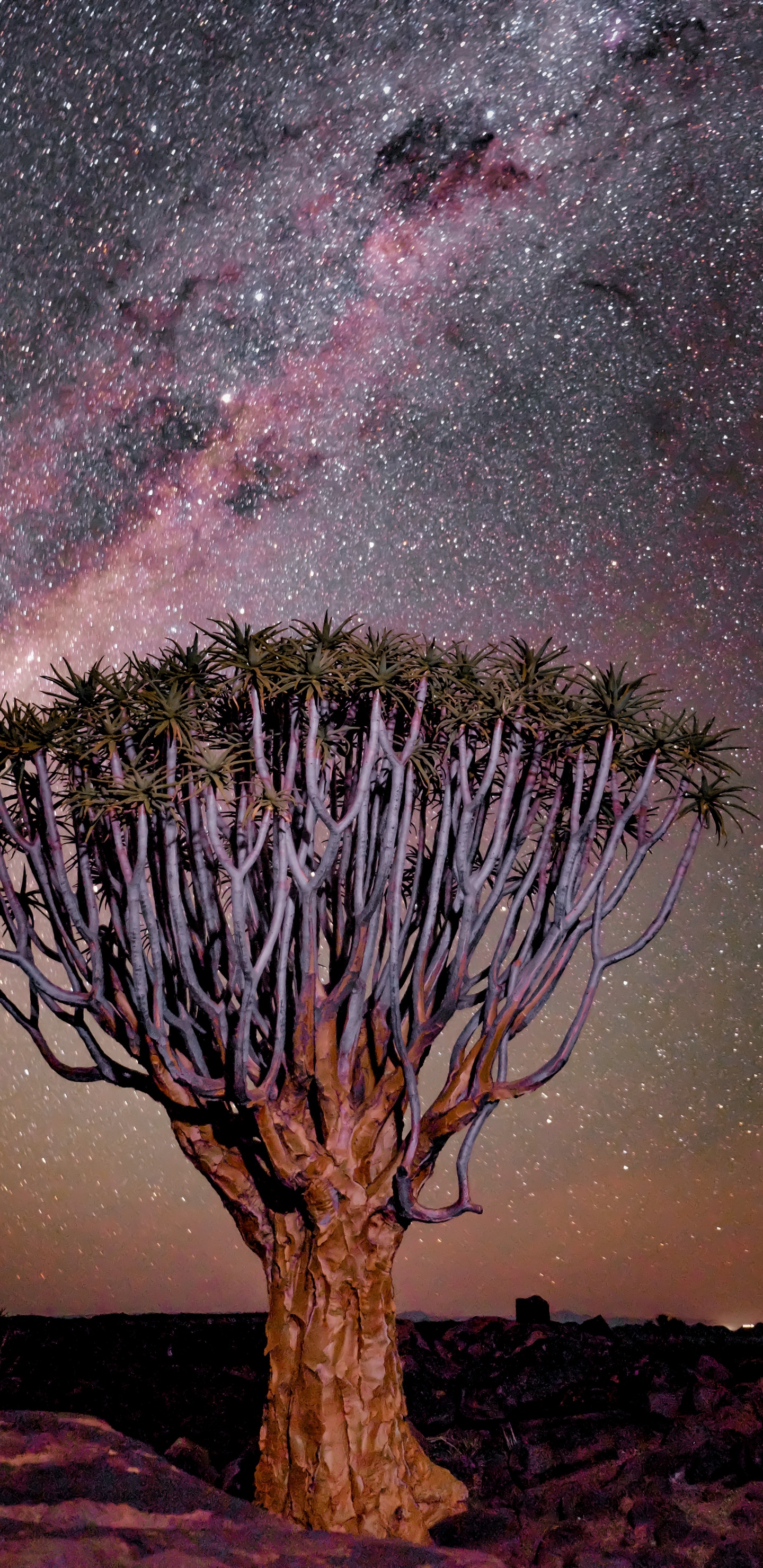 Purple, Nature, Canyon de la Rivière Aux Poissons, Arbre Carquois, Plantes Ligneuses. Wallpaper in 1440x2960 Resolution