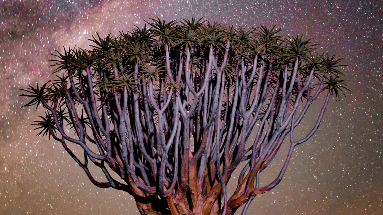 紫色的, 性质, 木本植物, 气氛 壁纸 1280x720 允许