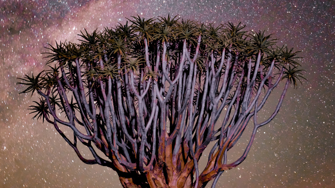 紫色的, 性质, 木本植物, 气氛 壁纸 1366x768 允许