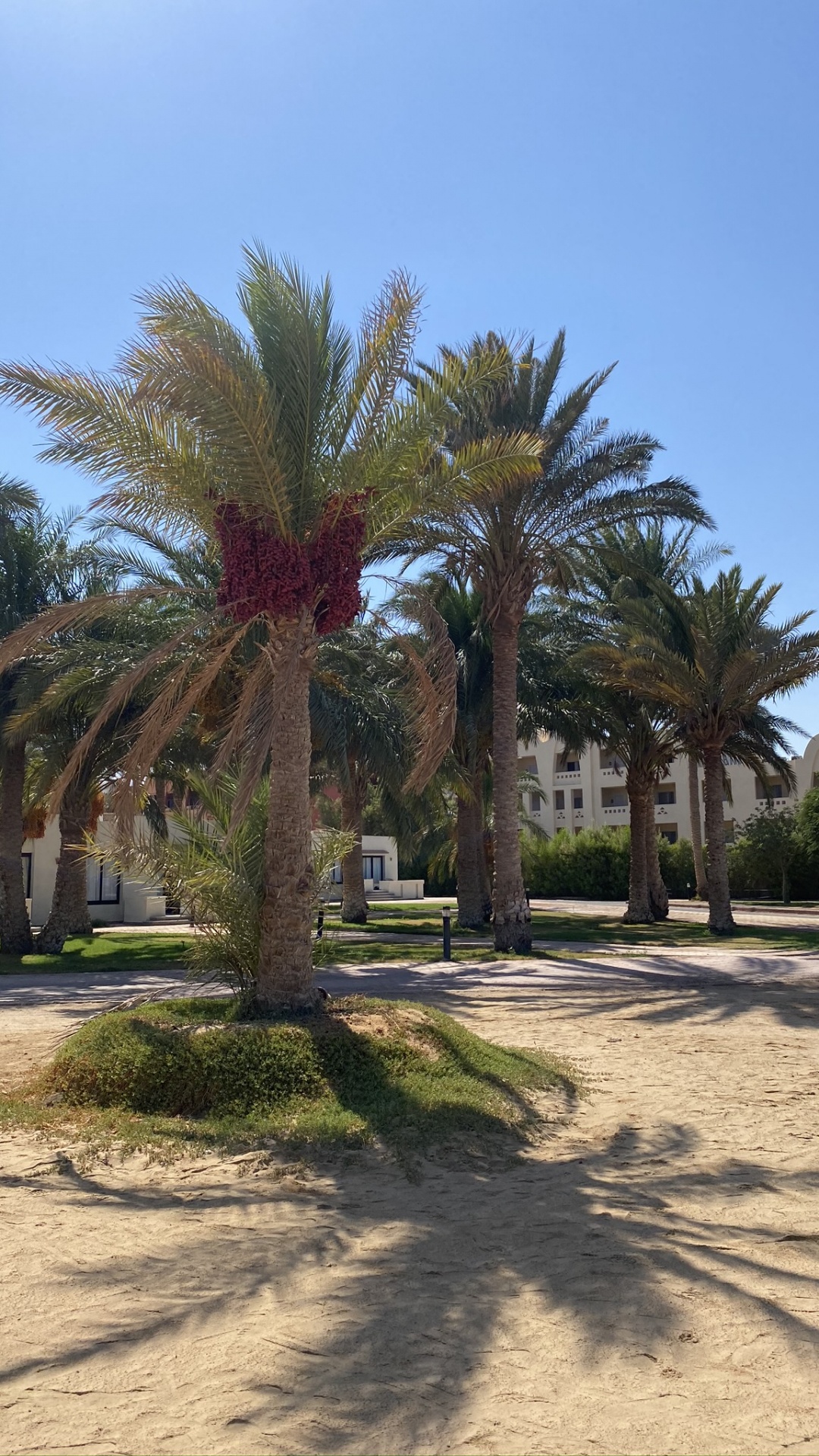 Palm Trees, Date Palm, Biology, Tree, Woody Plant. Wallpaper in 1080x1920 Resolution