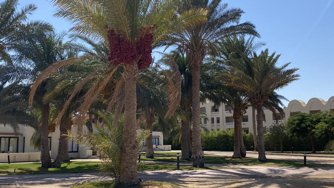 Palmera, Fecha de la Palma, Biología, Planta Leñosa, Arena. Wallpaper in 1366x768 Resolution