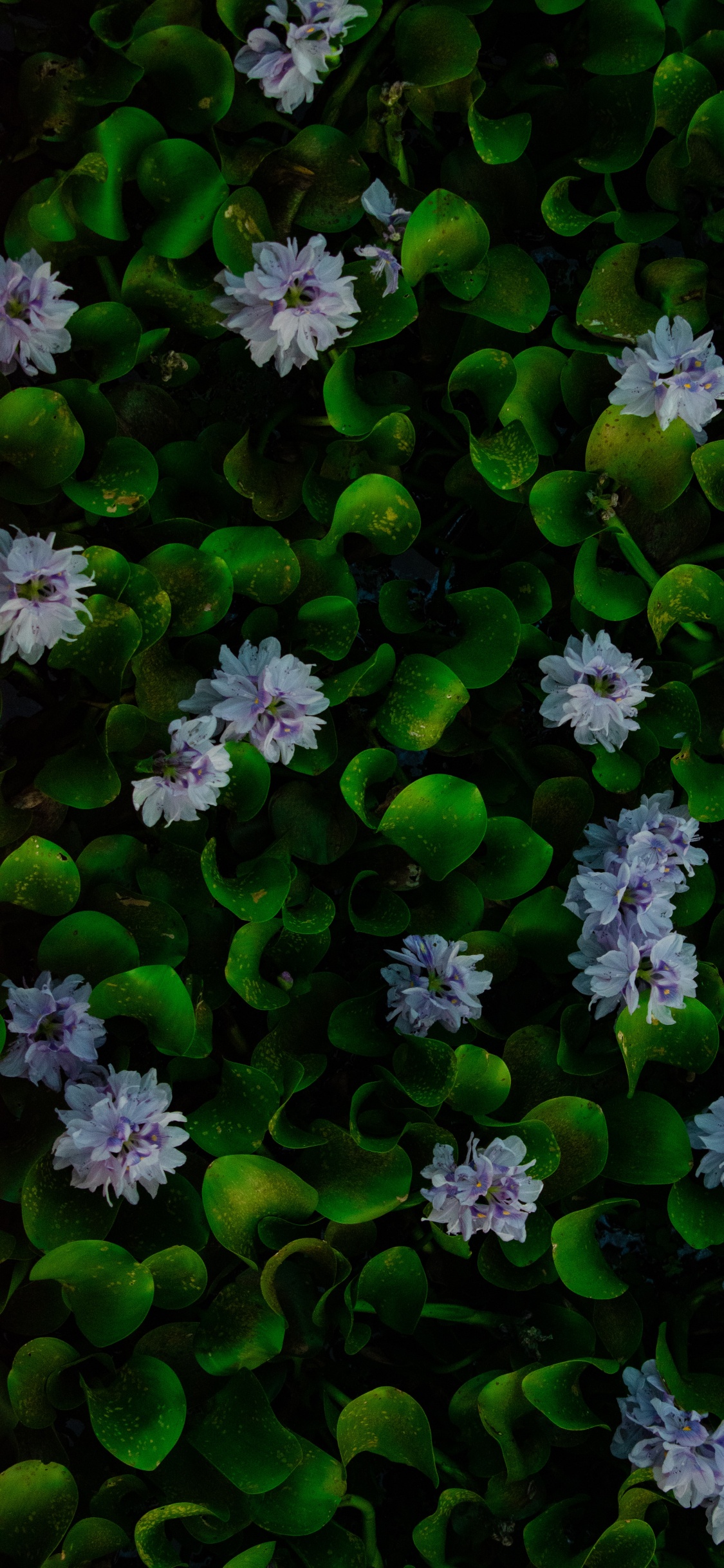 Agua, Jacinto, Jacinto de Agua Común, Verde, Pétalo. Wallpaper in 1125x2436 Resolution