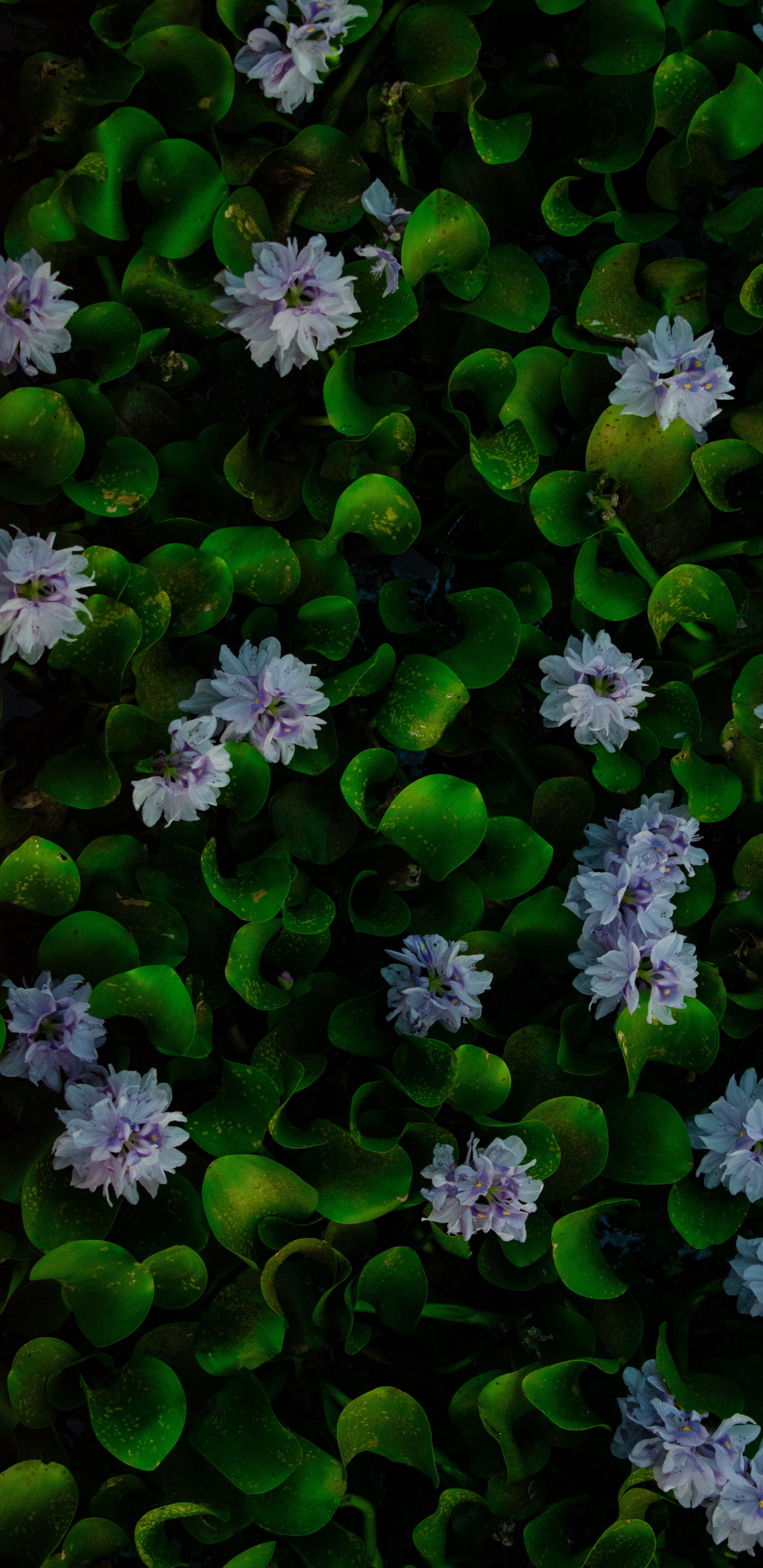 Agua, Jacinto, Jacinto de Agua Común, Verde, Pétalo. Wallpaper in 1440x2960 Resolution