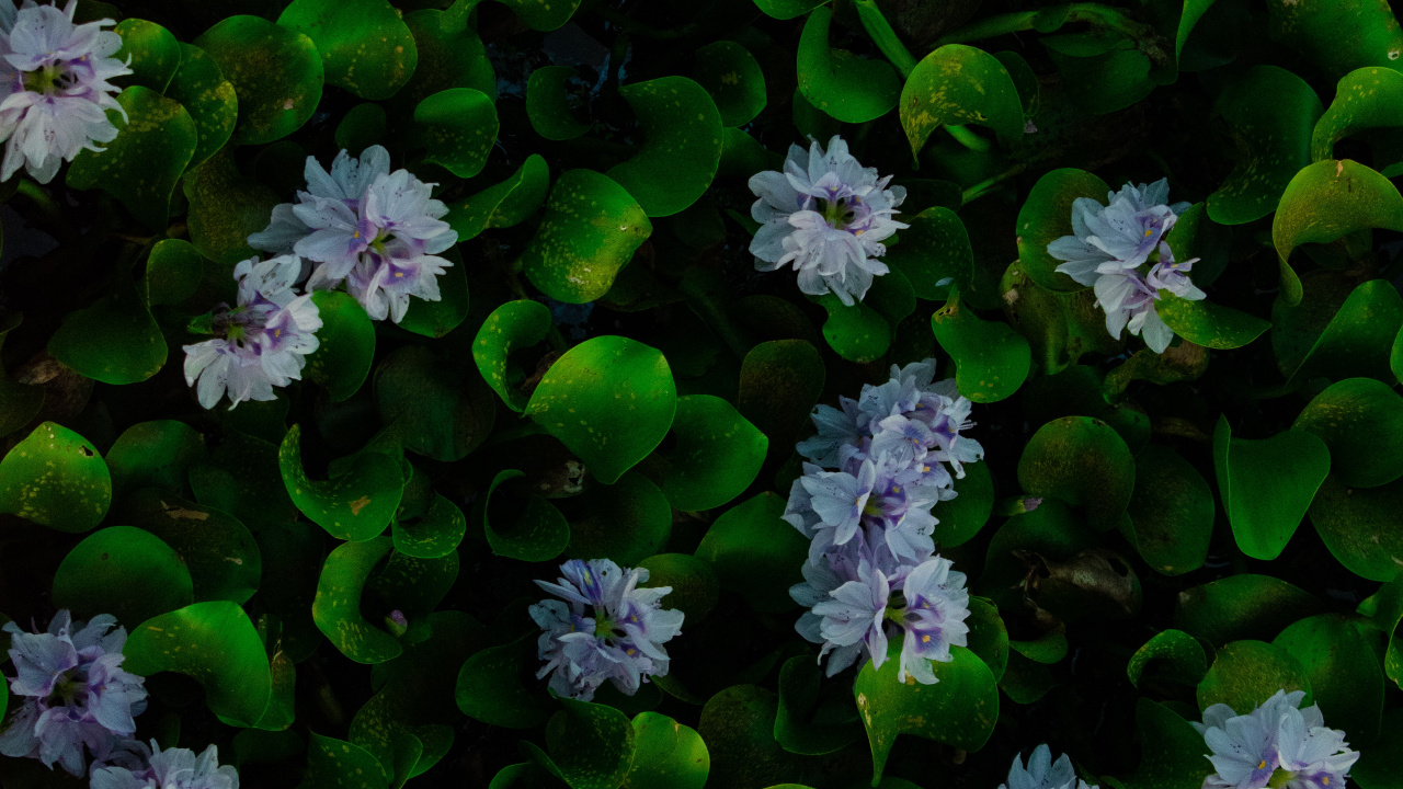Water, Hyacinth, Common Water Hyacinth, Flower, Plant. Wallpaper in 1280x720 Resolution
