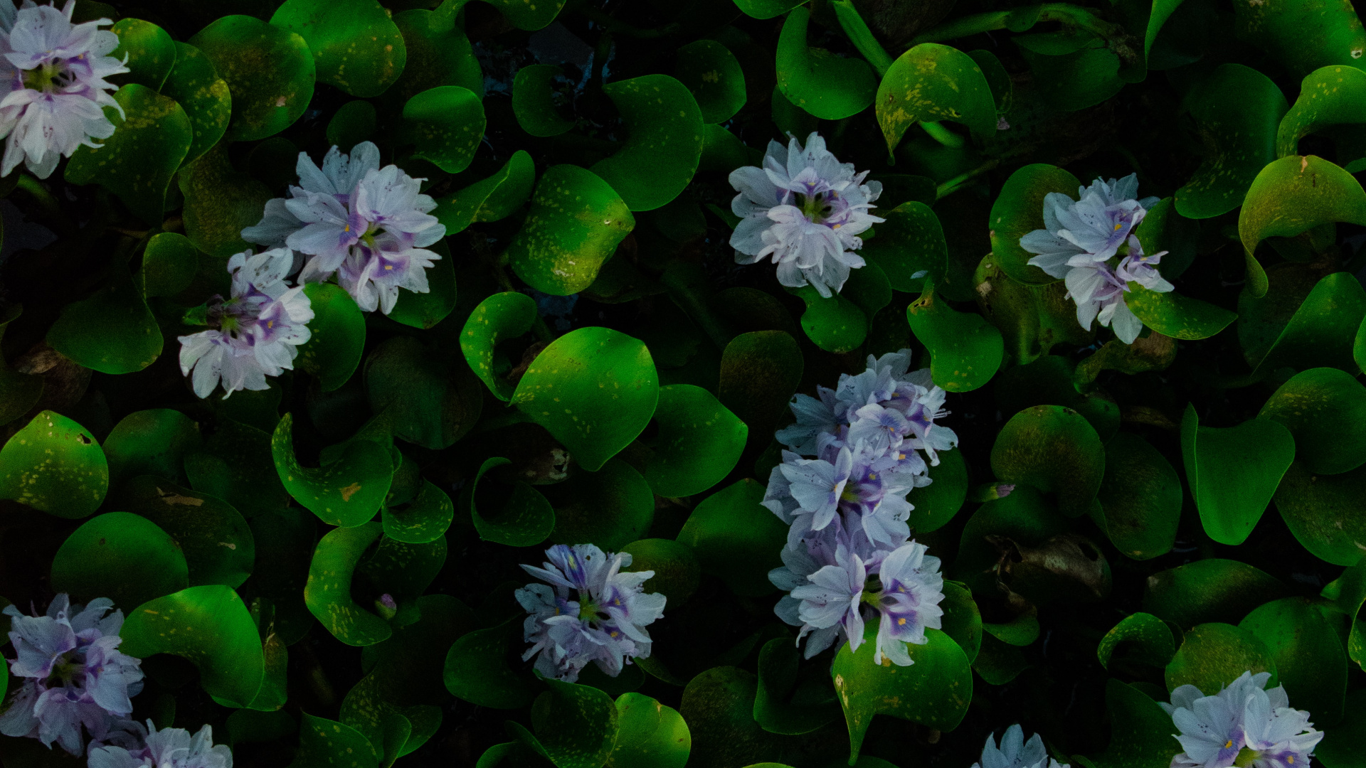 Water, Hyacinth, Common Water Hyacinth, Flower, Plant. Wallpaper in 1920x1080 Resolution