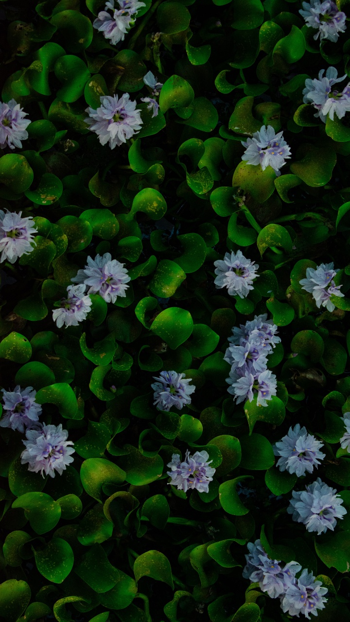 Water, Hyacinth, Common Water Hyacinth, Flower, Plant. Wallpaper in 720x1280 Resolution