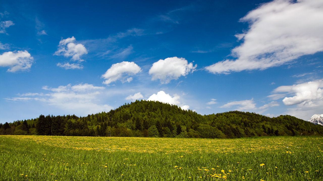 Champ D'herbe Verte Sous Ciel Bleu et Nuages Blancs Pendant la Journée. Wallpaper in 1280x720 Resolution