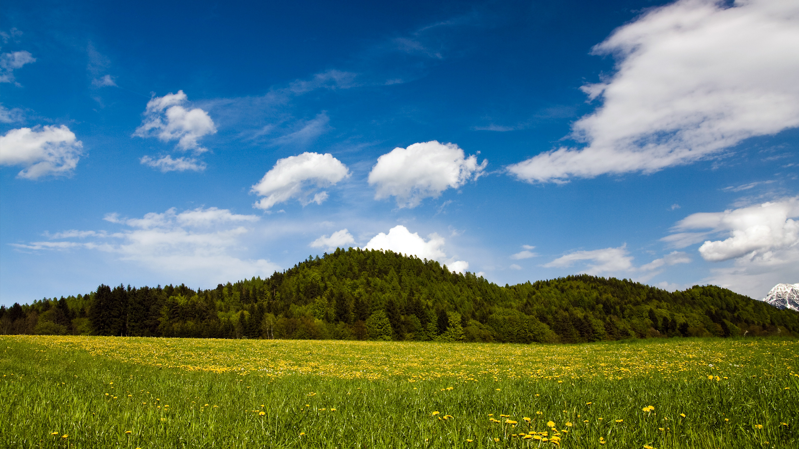 Campo de Hierba Verde Bajo un Cielo Azul y Nubes Blancas Durante el Día. Wallpaper in 2560x1440 Resolution