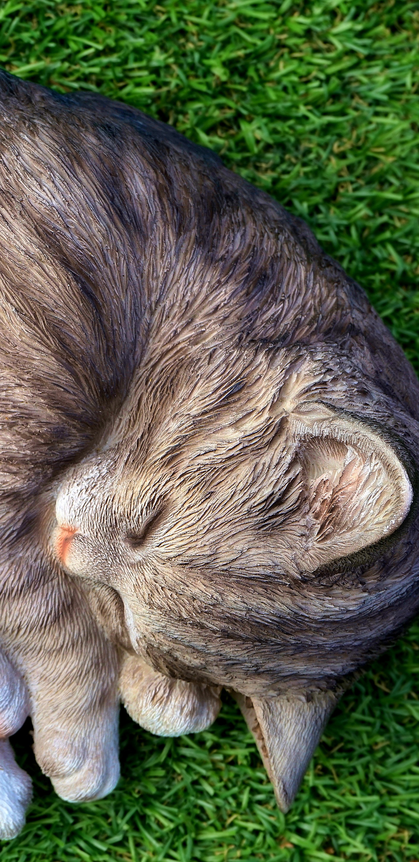 Braun Getigerte Katze Liegt Auf Grünem Gras. Wallpaper in 1440x2960 Resolution