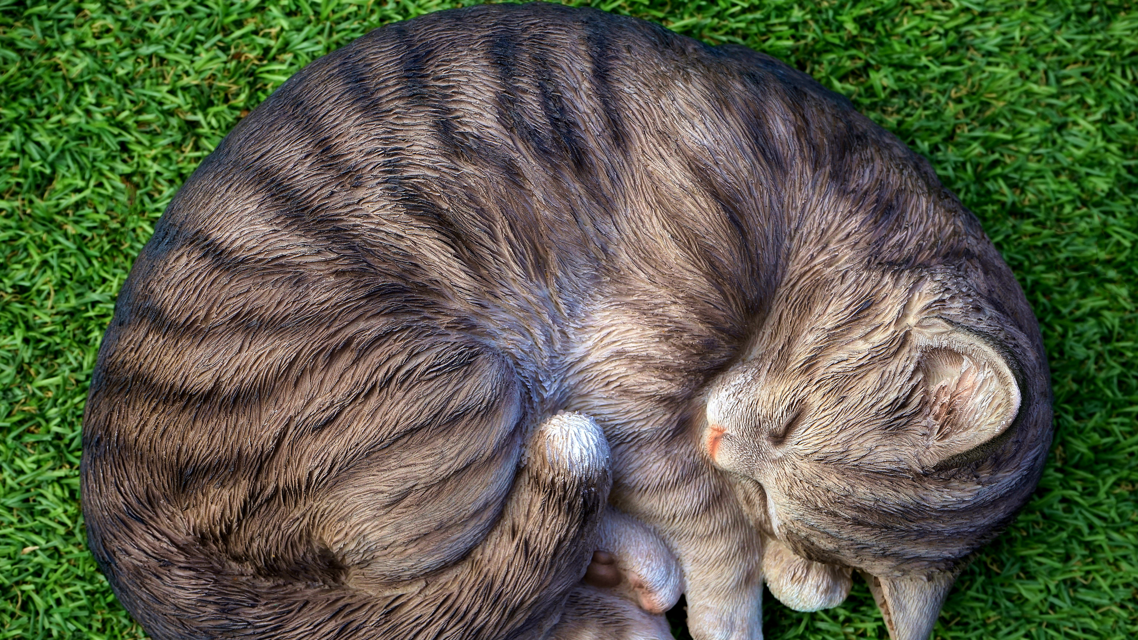 Braun Getigerte Katze Liegt Auf Grünem Gras. Wallpaper in 3840x2160 Resolution