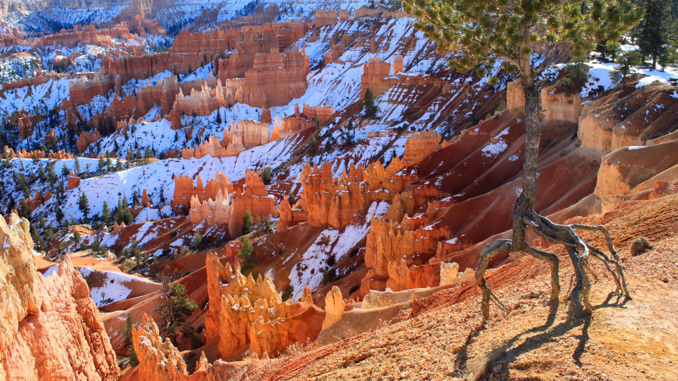 Green Tree Near Brown Rock Formation During Daytime. Wallpaper in 1366x768 Resolution