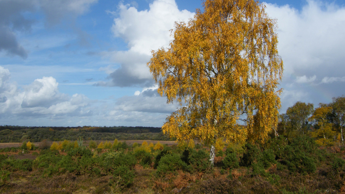Arbre Brun Sur Terrain D'herbe Verte Sous Ciel Bleu et Nuages Blancs Pendant la Journée. Wallpaper in 1366x768 Resolution