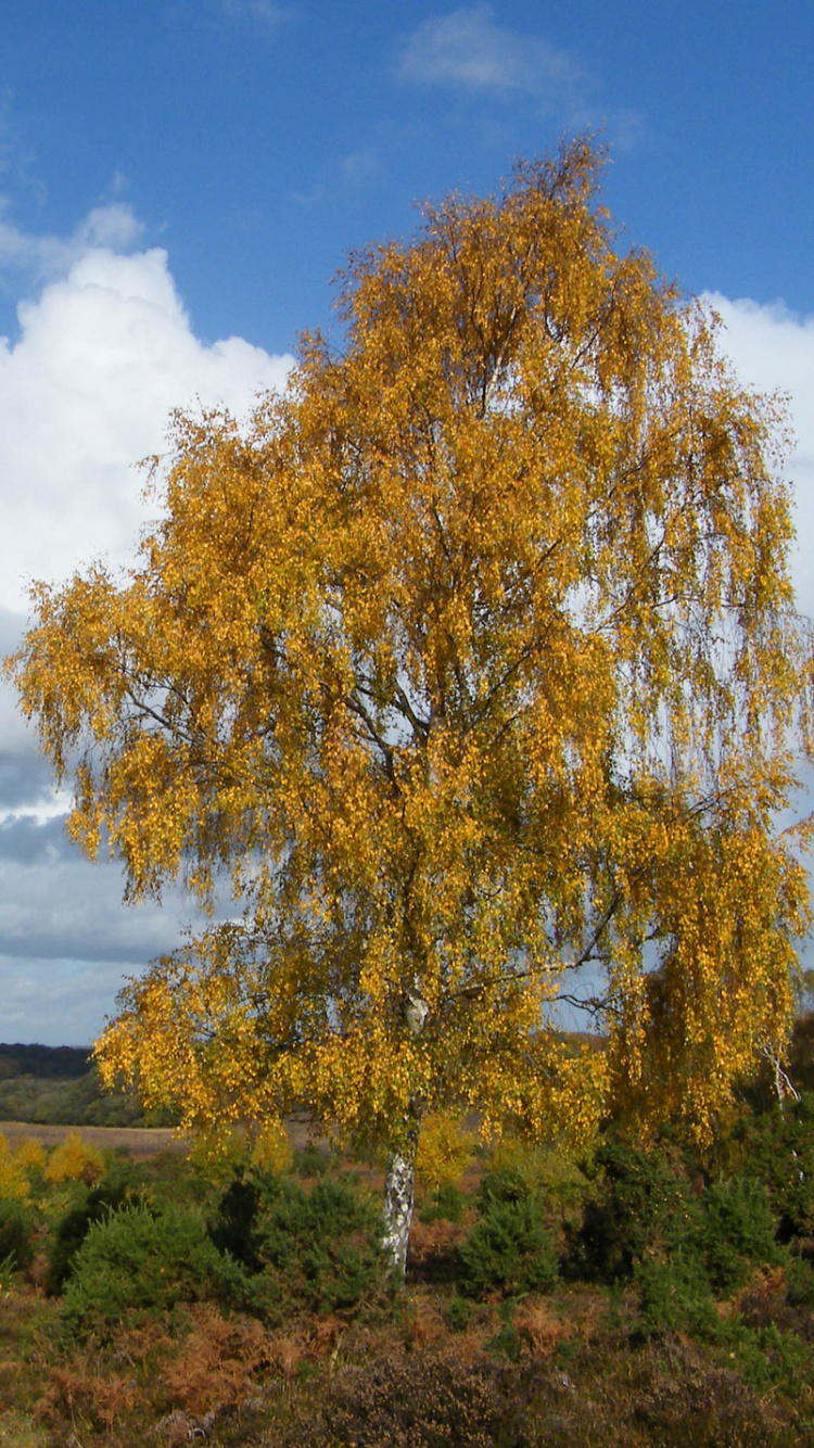 Brauner Baum Auf Grüner Wiese Unter Blauem Himmel Und Weißen Wolken Tagsüber. Wallpaper in 750x1334 Resolution