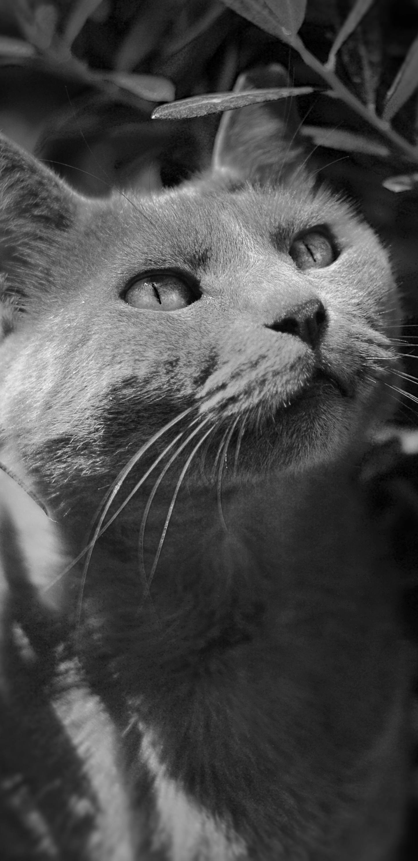 Photo en Niveaux de Gris de Chat Dans la Forêt. Wallpaper in 1440x2960 Resolution