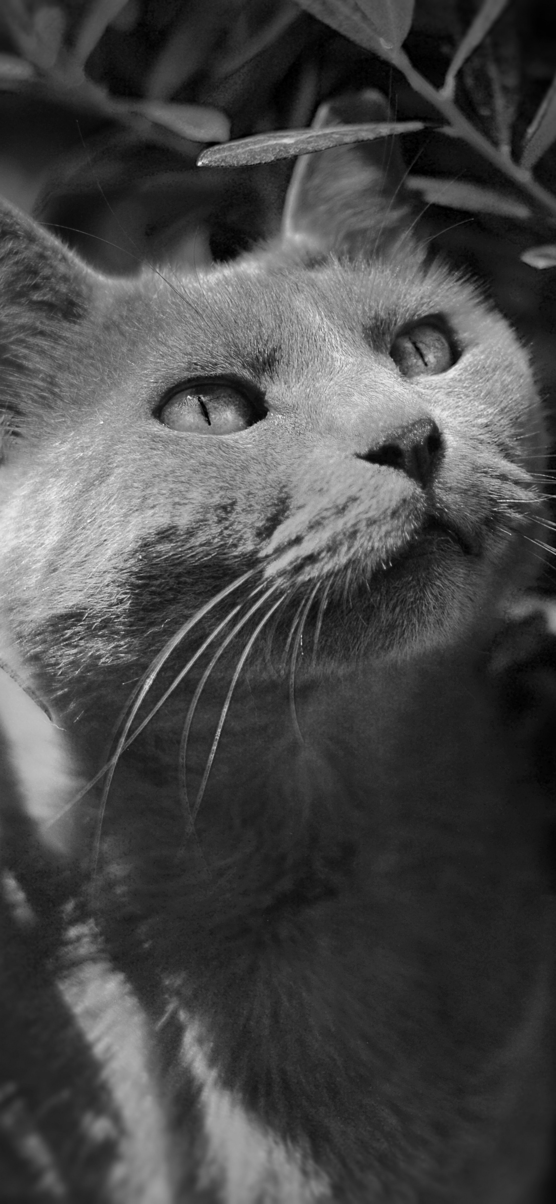 Grayscale Photo of Cat in Forest. Wallpaper in 1125x2436 Resolution