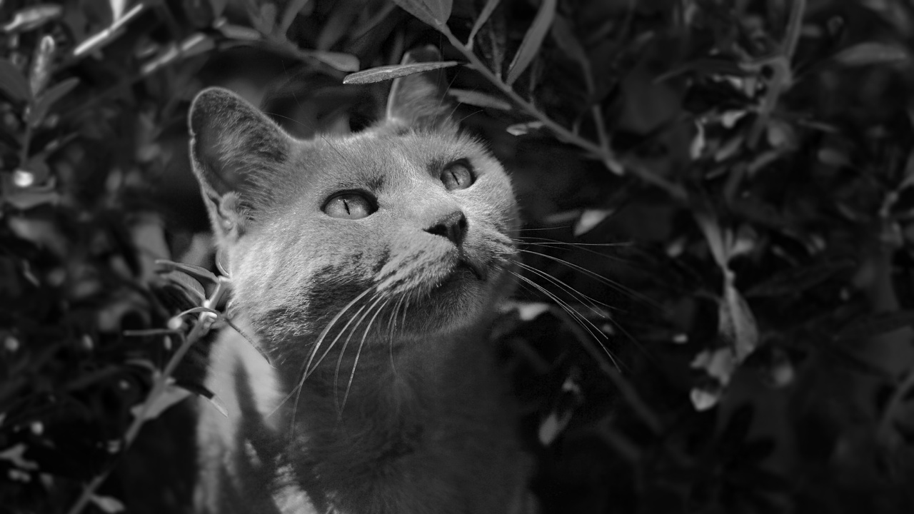 Grayscale Photo of Cat in Forest. Wallpaper in 1280x720 Resolution