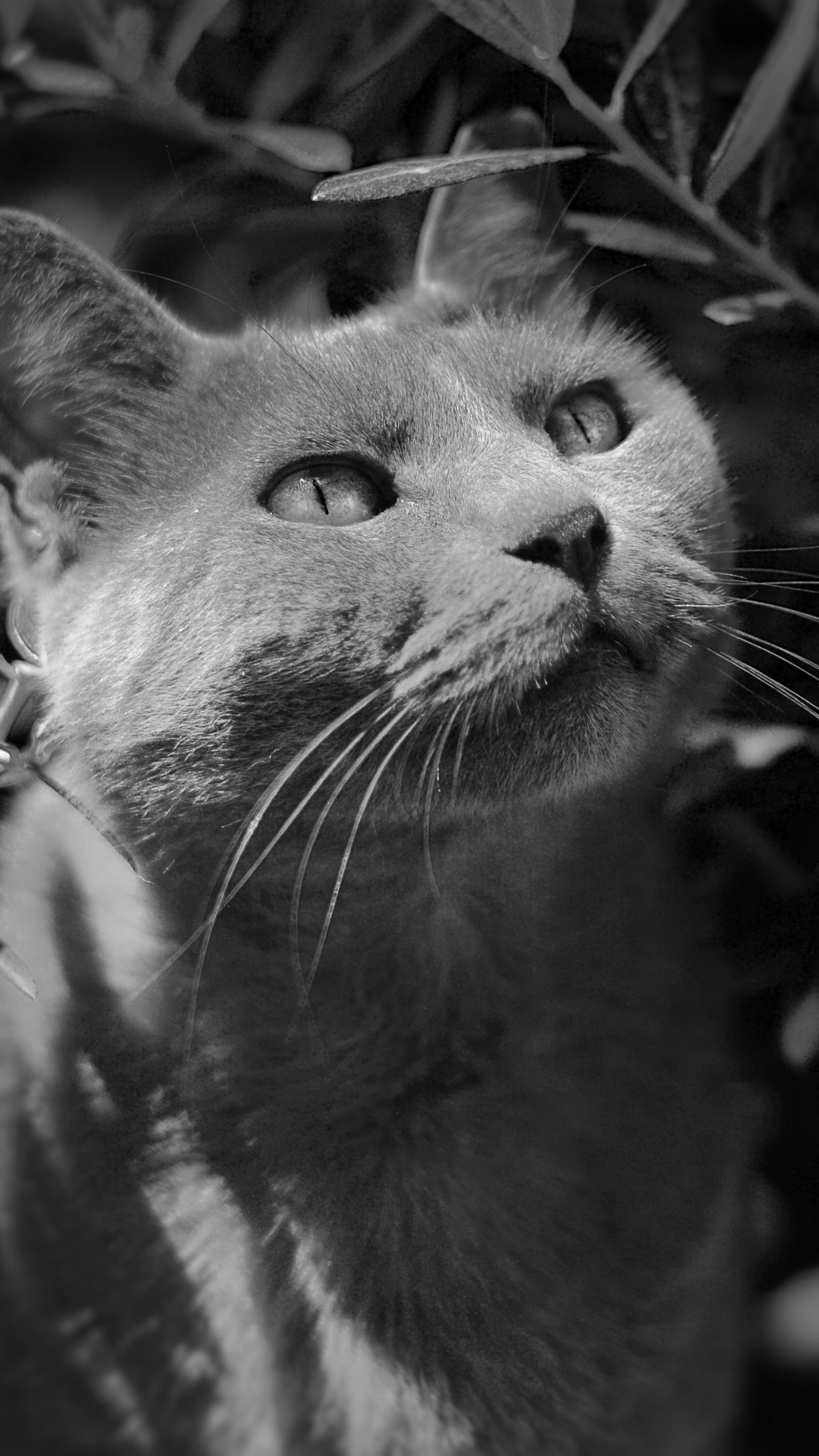 Grayscale Photo of Cat in Forest. Wallpaper in 1440x2560 Resolution