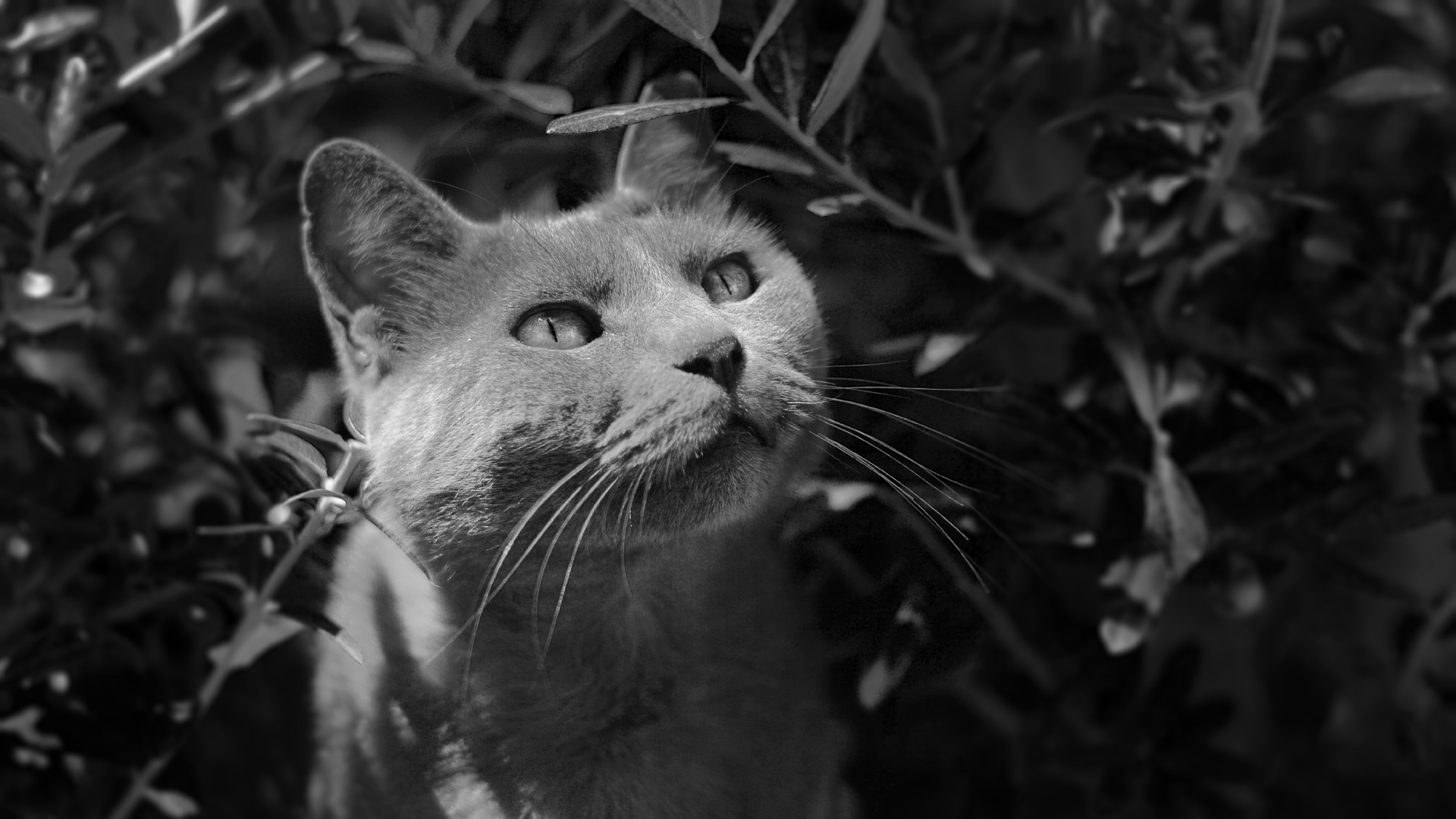 Grayscale Photo of Cat in Forest. Wallpaper in 1920x1080 Resolution