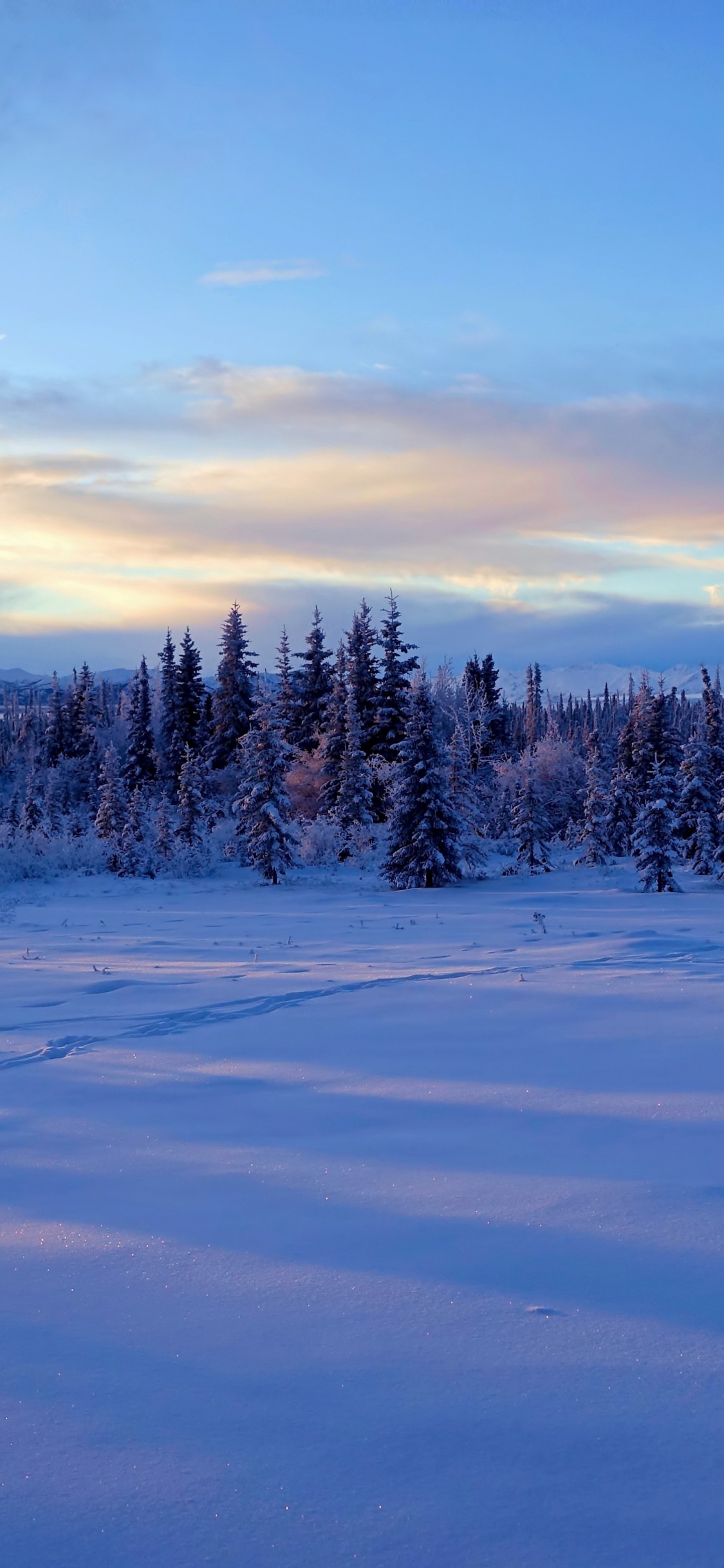 Campo Cubierto de Nieve y Árboles Bajo un Cielo Azul Durante el Día. Wallpaper in 1125x2436 Resolution