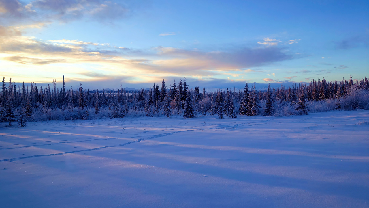 Campo Cubierto de Nieve y Árboles Bajo un Cielo Azul Durante el Día. Wallpaper in 1280x720 Resolution