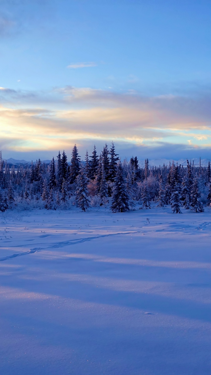 Snow Covered Field and Trees Under Blue Sky During Daytime. Wallpaper in 720x1280 Resolution