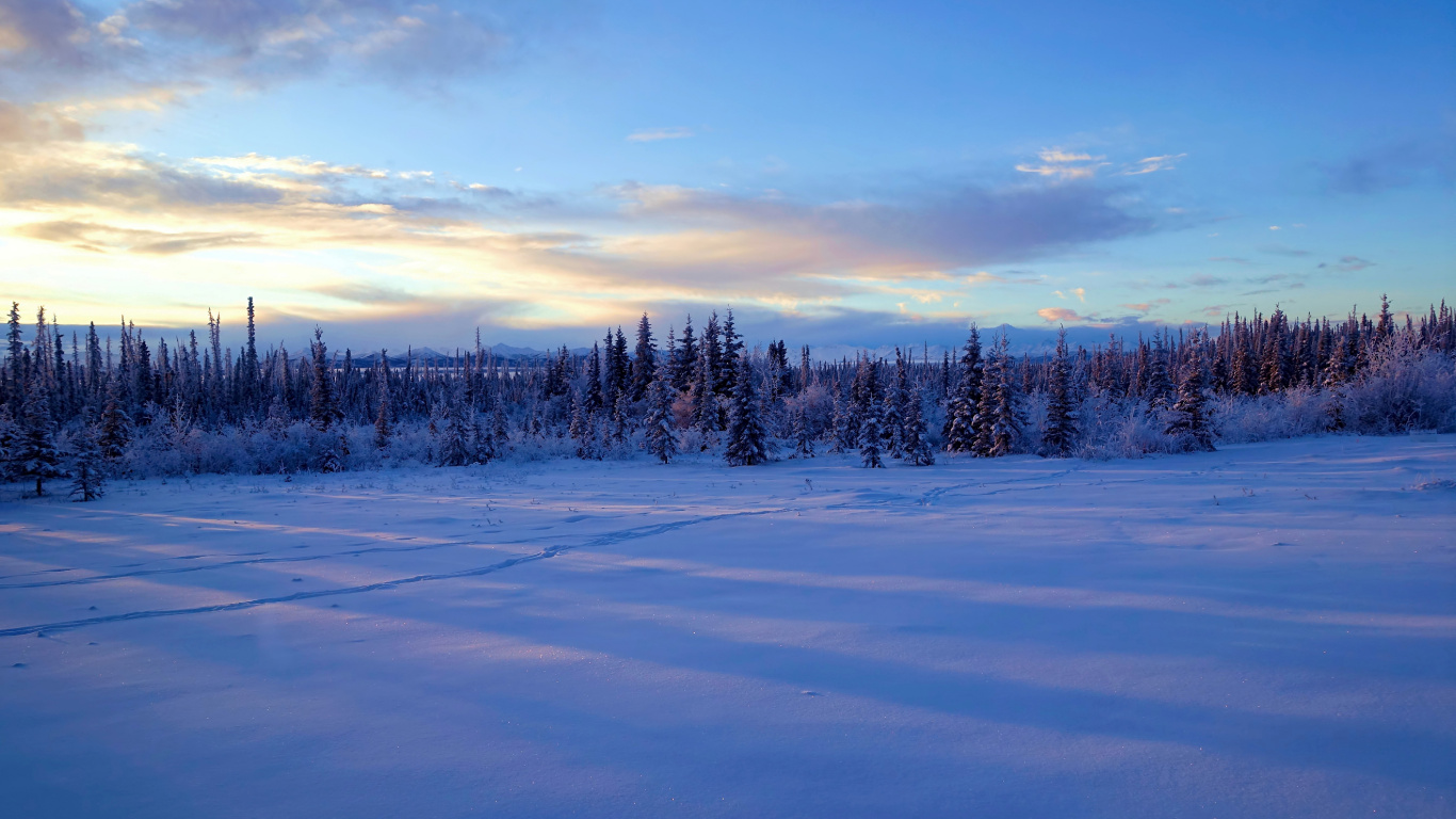Schneebedecktes Feld Und Bäume Unter Blauem Himmel Tagsüber. Wallpaper in 1366x768 Resolution