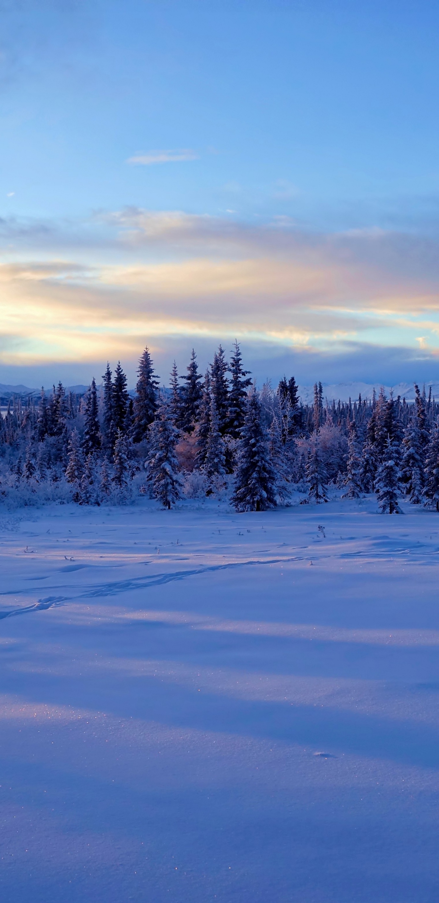 Schneebedecktes Feld Und Bäume Unter Blauem Himmel Tagsüber. Wallpaper in 1440x2960 Resolution