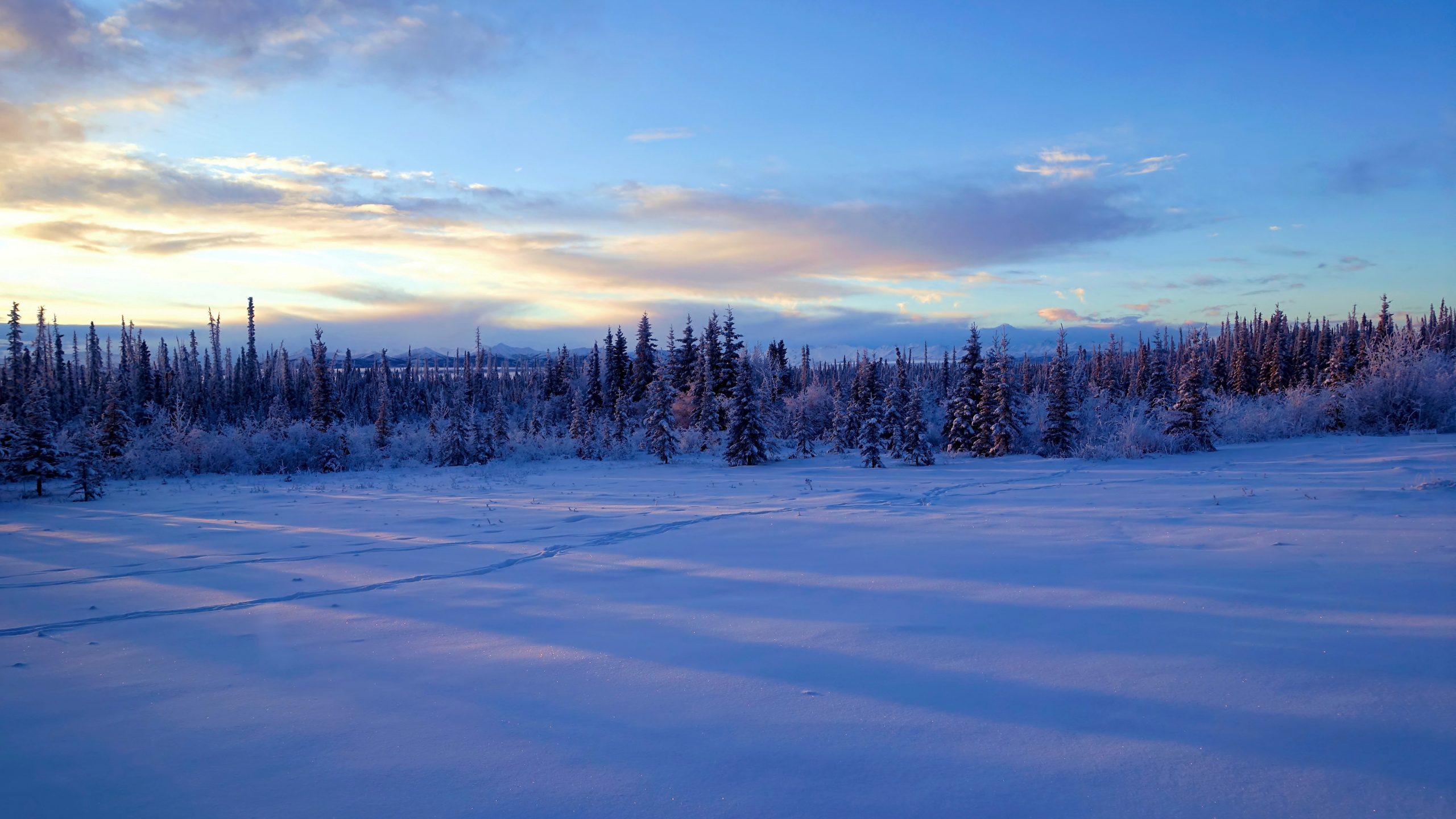 Schneebedecktes Feld Und Bäume Unter Blauem Himmel Tagsüber. Wallpaper in 2560x1440 Resolution