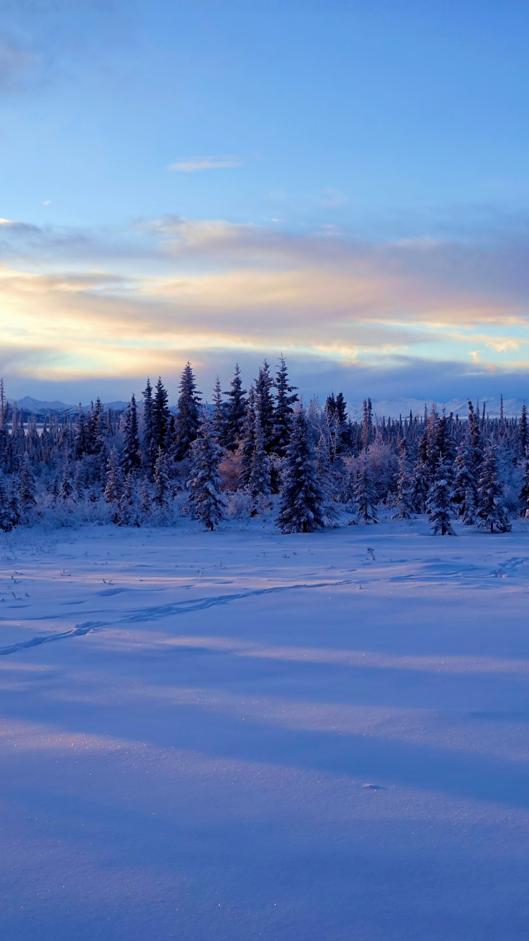 Schneebedecktes Feld Und Bäume Unter Blauem Himmel Tagsüber. Wallpaper in 750x1334 Resolution