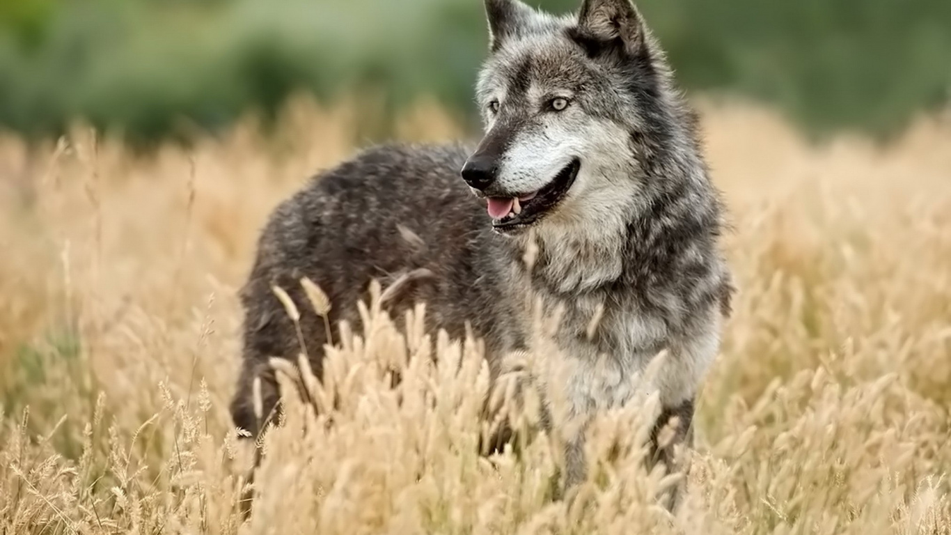Loup Gris Sur Terrain D'herbe Brune Pendant la Journée. Wallpaper in 1366x768 Resolution
