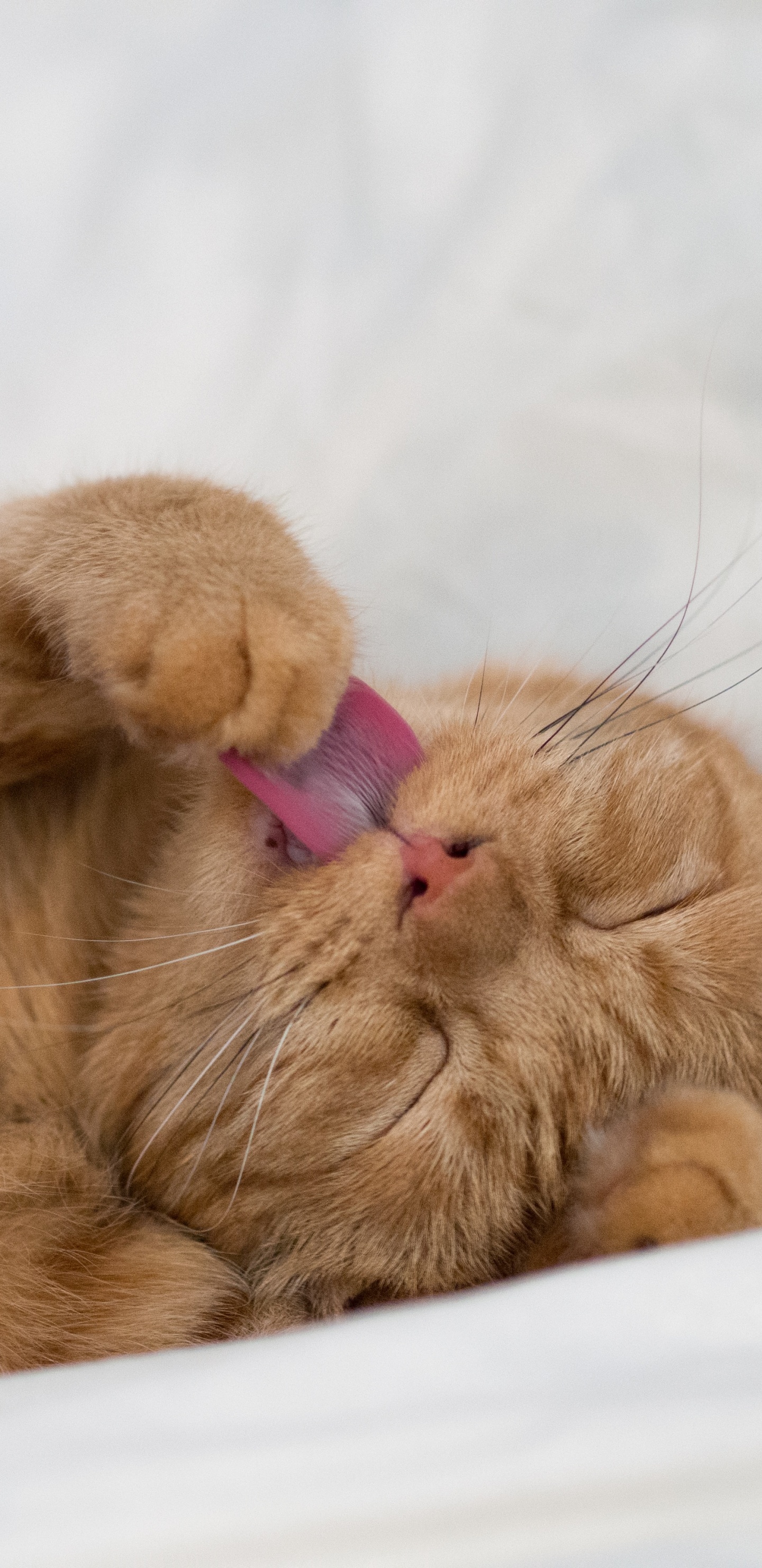Orange Tabby Cat Lying on White Textile. Wallpaper in 1440x2960 Resolution