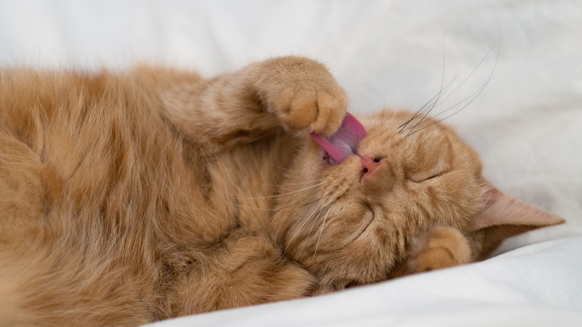 Orange Tabby Cat Lying on White Textile. Wallpaper in 1920x1080 Resolution