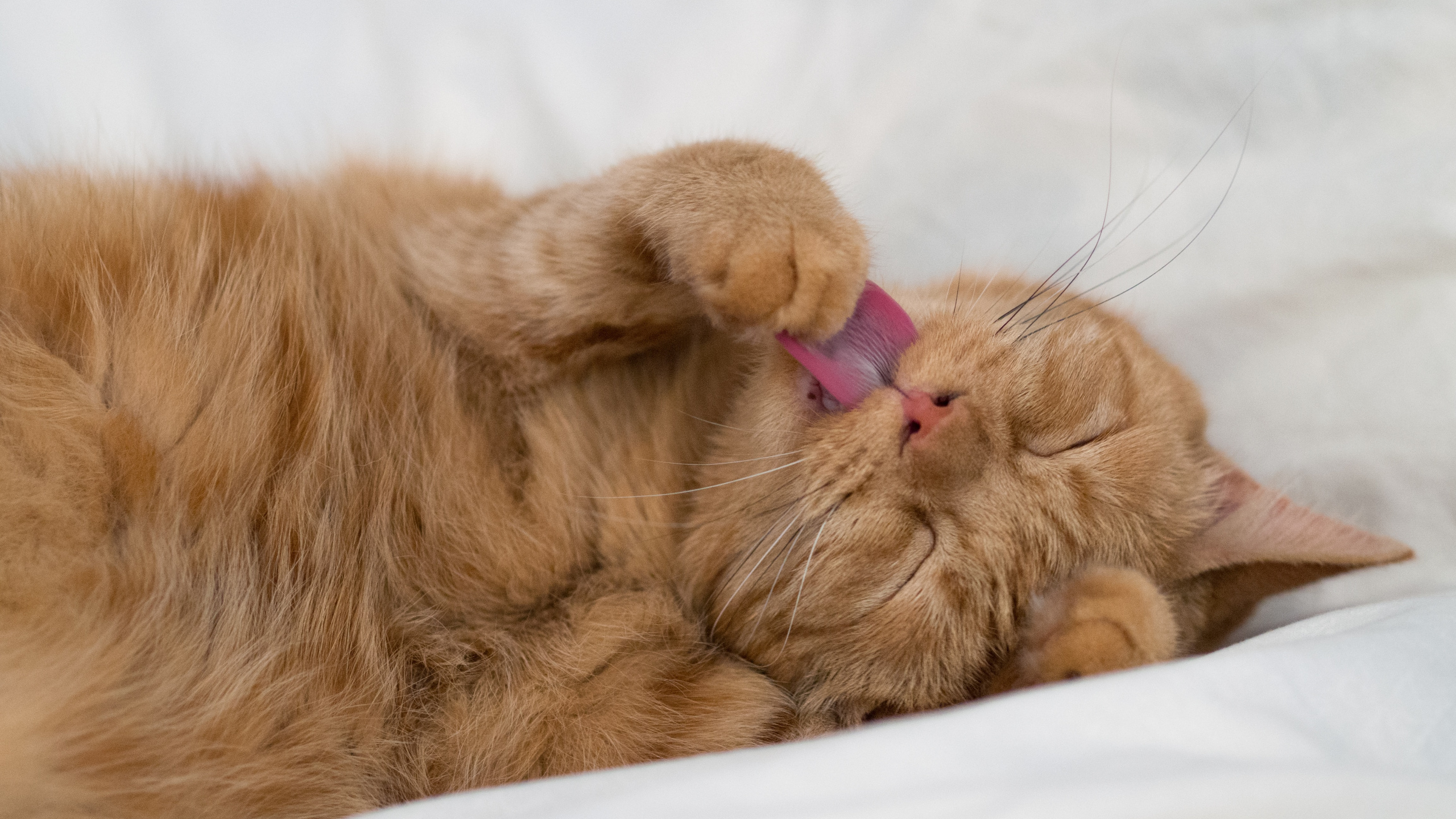 Orange Tabby Cat Lying on White Textile. Wallpaper in 2560x1440 Resolution