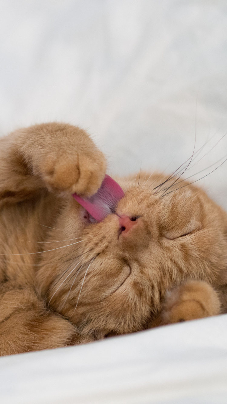 Orange Tabby Cat Lying on White Textile. Wallpaper in 750x1334 Resolution
