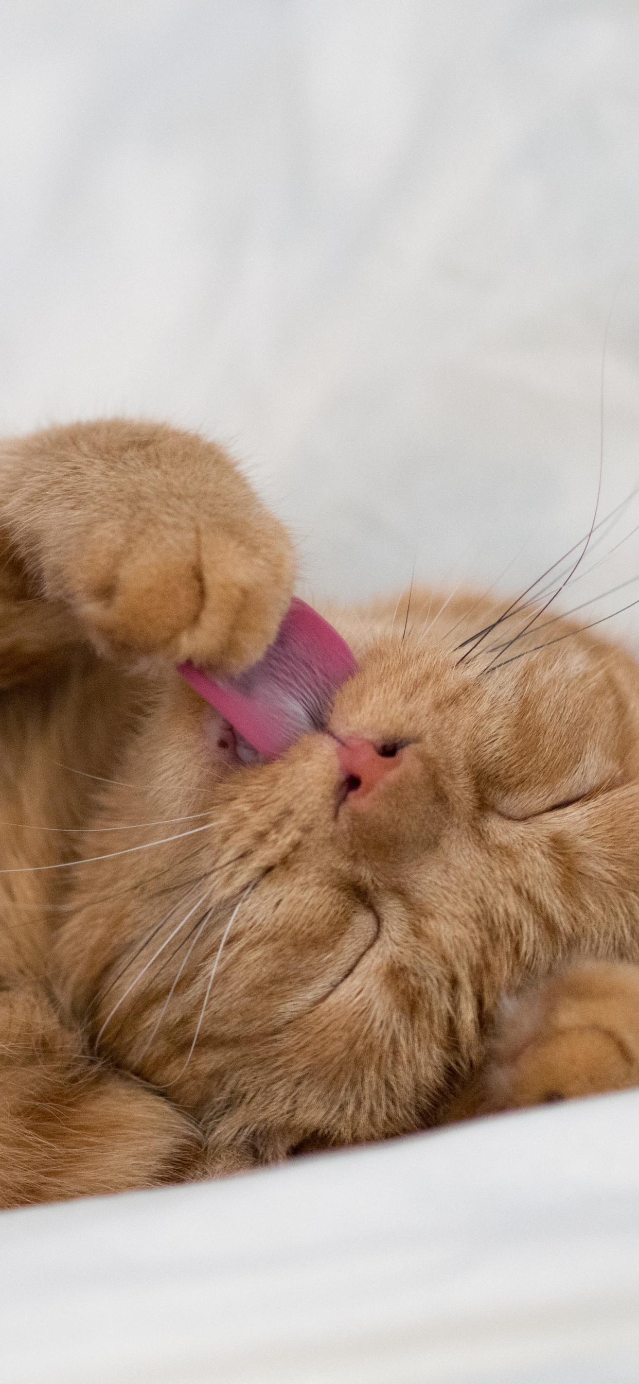 Gato Atigrado Naranja Acostado Sobre Textil Blanco. Wallpaper in 1242x2688 Resolution