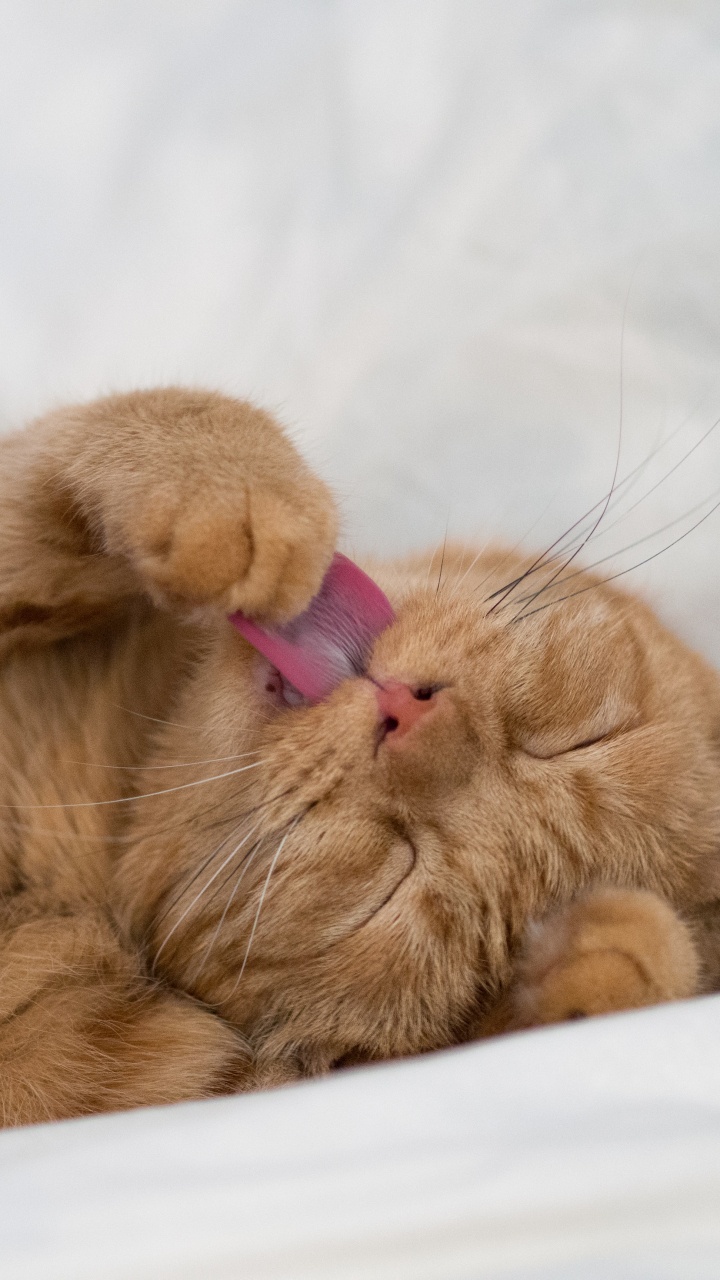 Gato Atigrado Naranja Acostado Sobre Textil Blanco. Wallpaper in 720x1280 Resolution