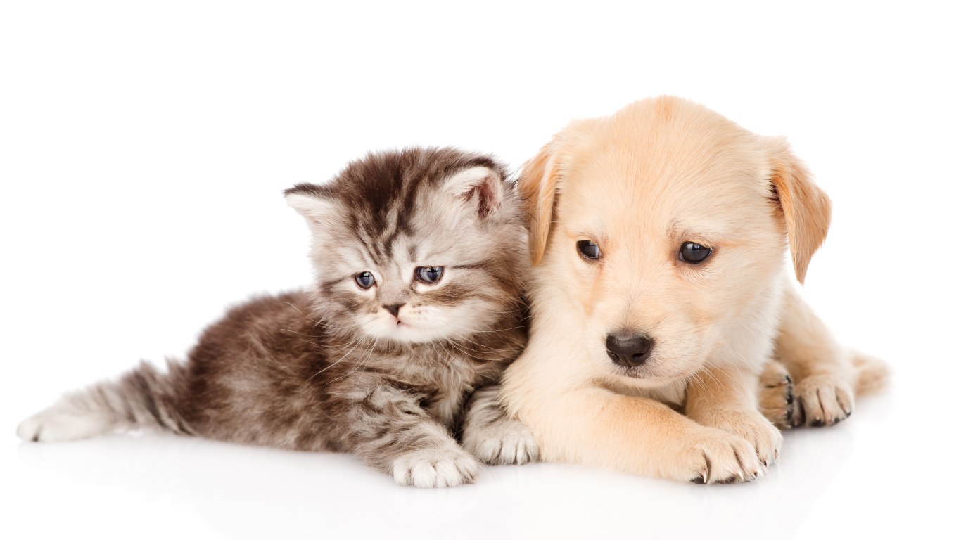 小狗, 小猫, 黄金猎犬, 品种的狗, 狗喜欢哺乳动物 壁纸 1366x768 允许