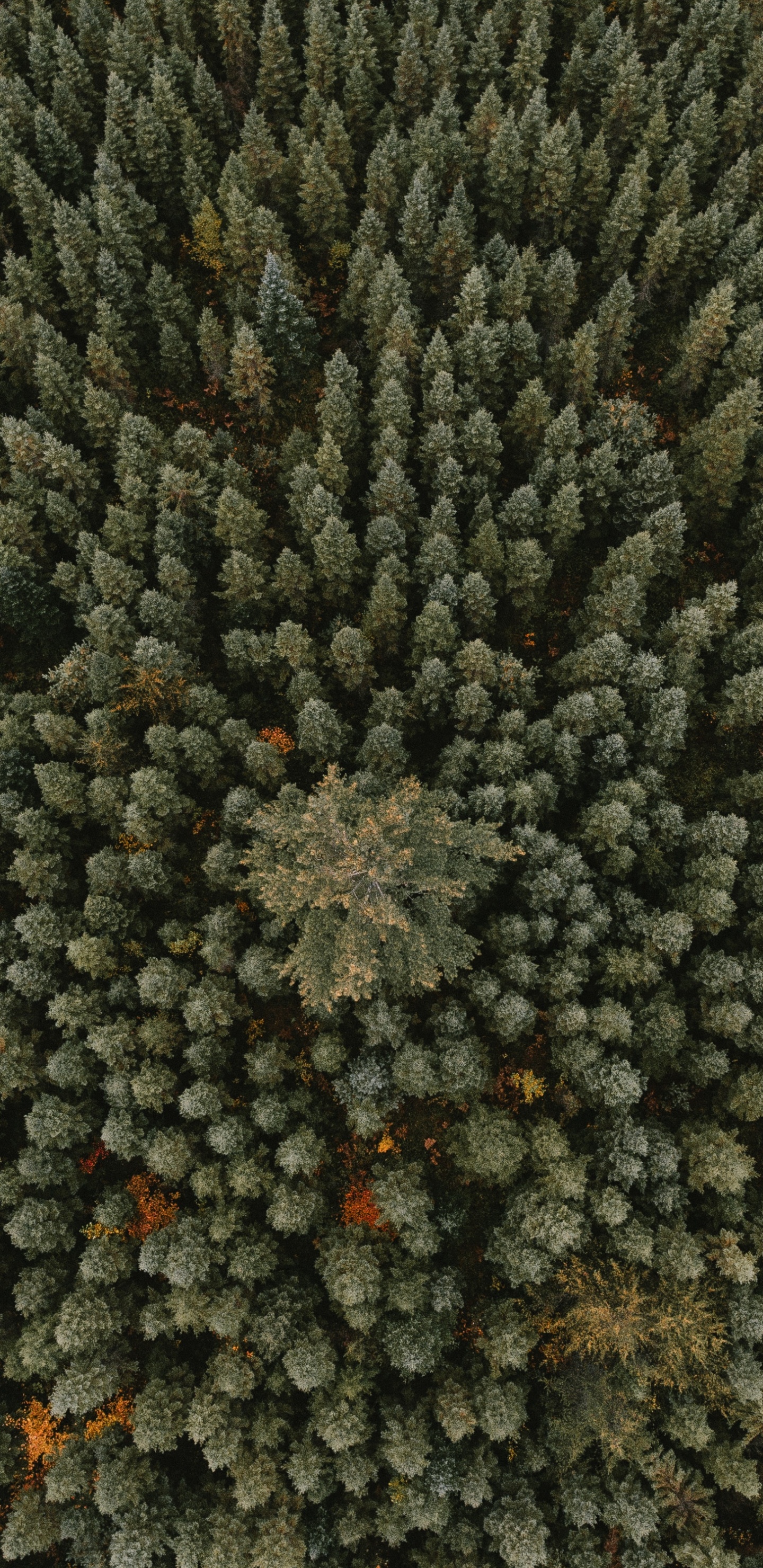 Wald, Baum, Vegetation, Fabrik, Natürlichen Umgebung. Wallpaper in 1440x2960 Resolution