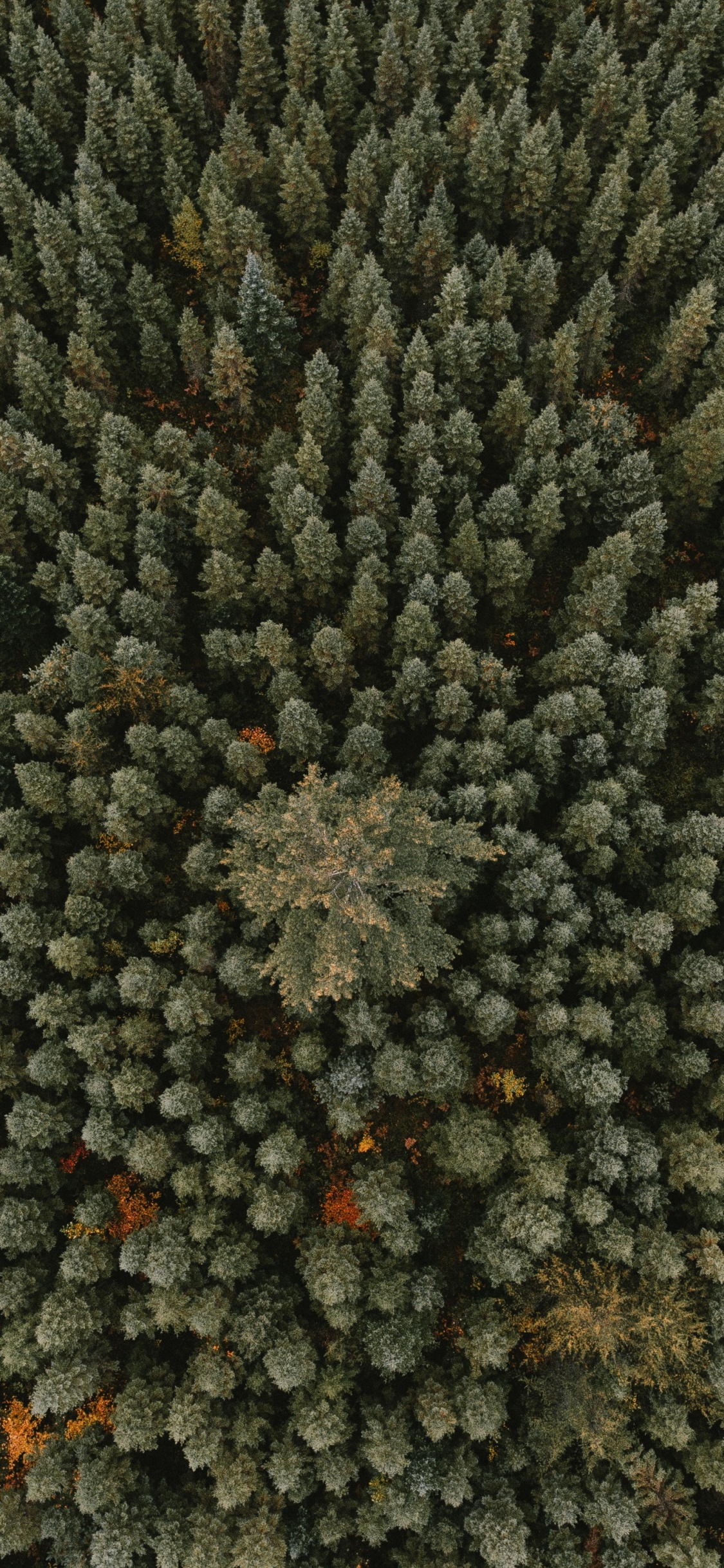 Forêt, Végétation, Usine, Environnement Naturel, Ornement. Wallpaper in 1125x2436 Resolution