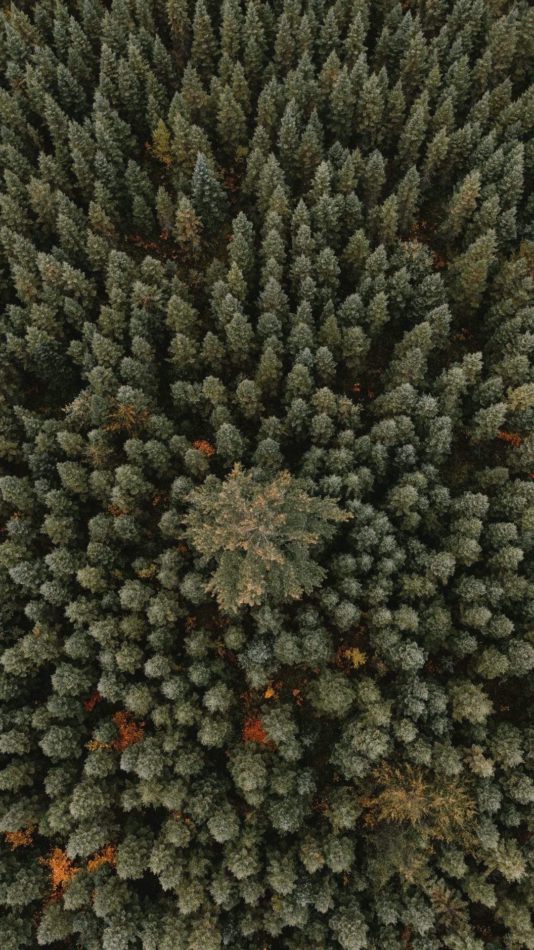 Forest, Tree, Plant, Flower, Vegetation. Wallpaper in 1080x1920 Resolution