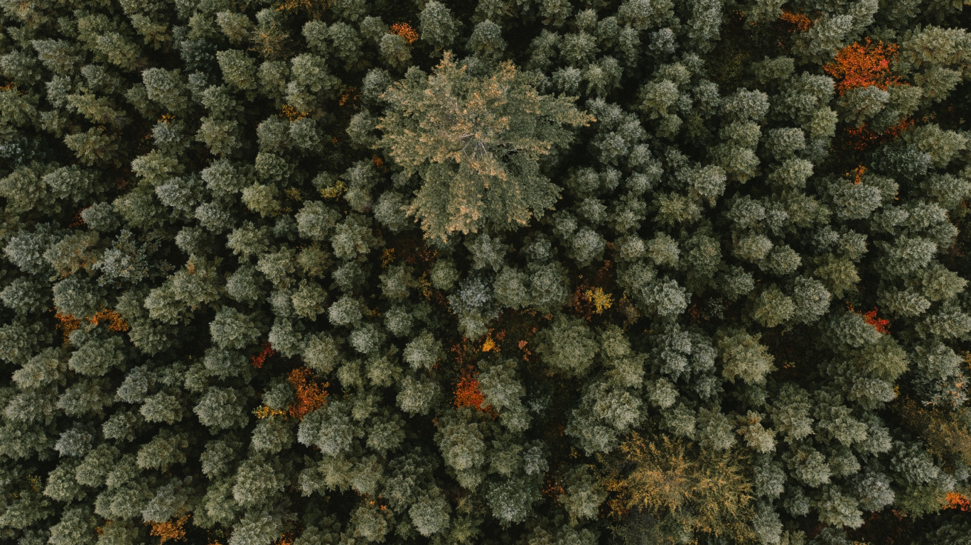 Forest, Tree, Plant, Flower, Vegetation. Wallpaper in 1366x768 Resolution