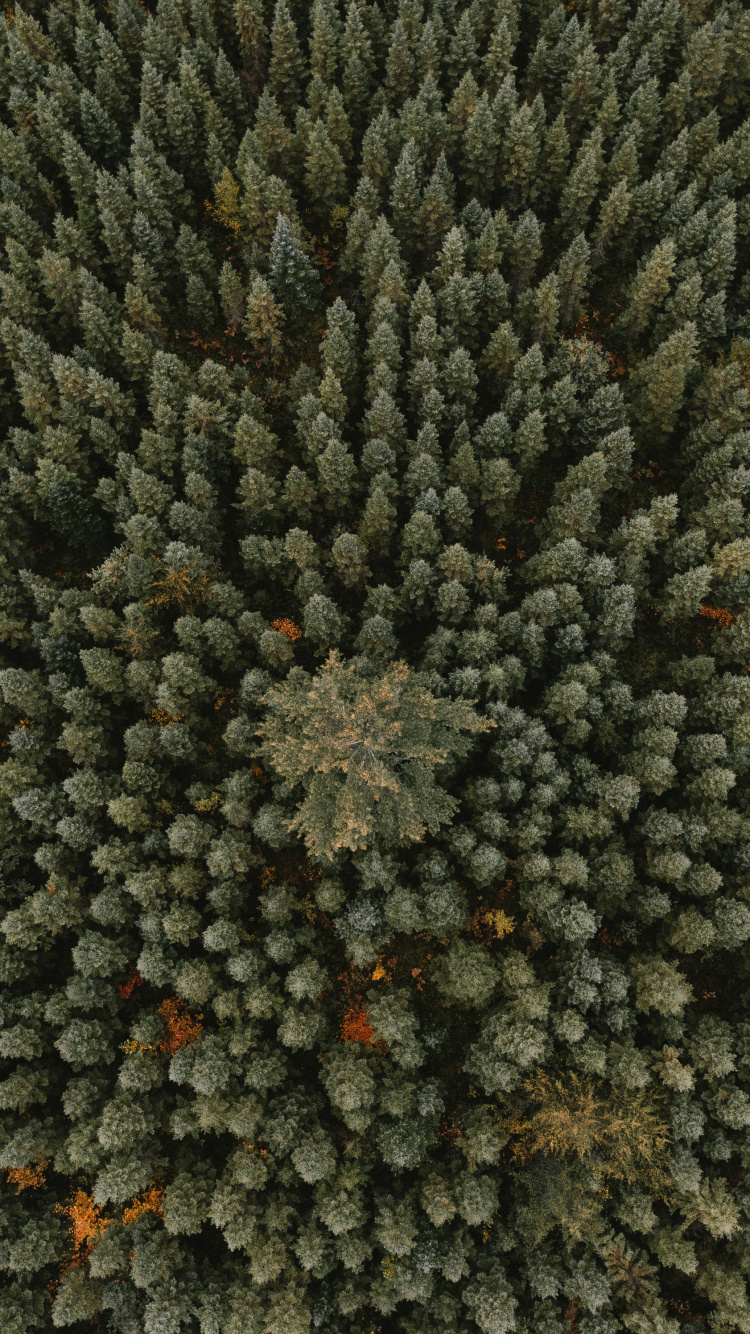 Forest, Tree, Plant, Flower, Vegetation. Wallpaper in 750x1334 Resolution