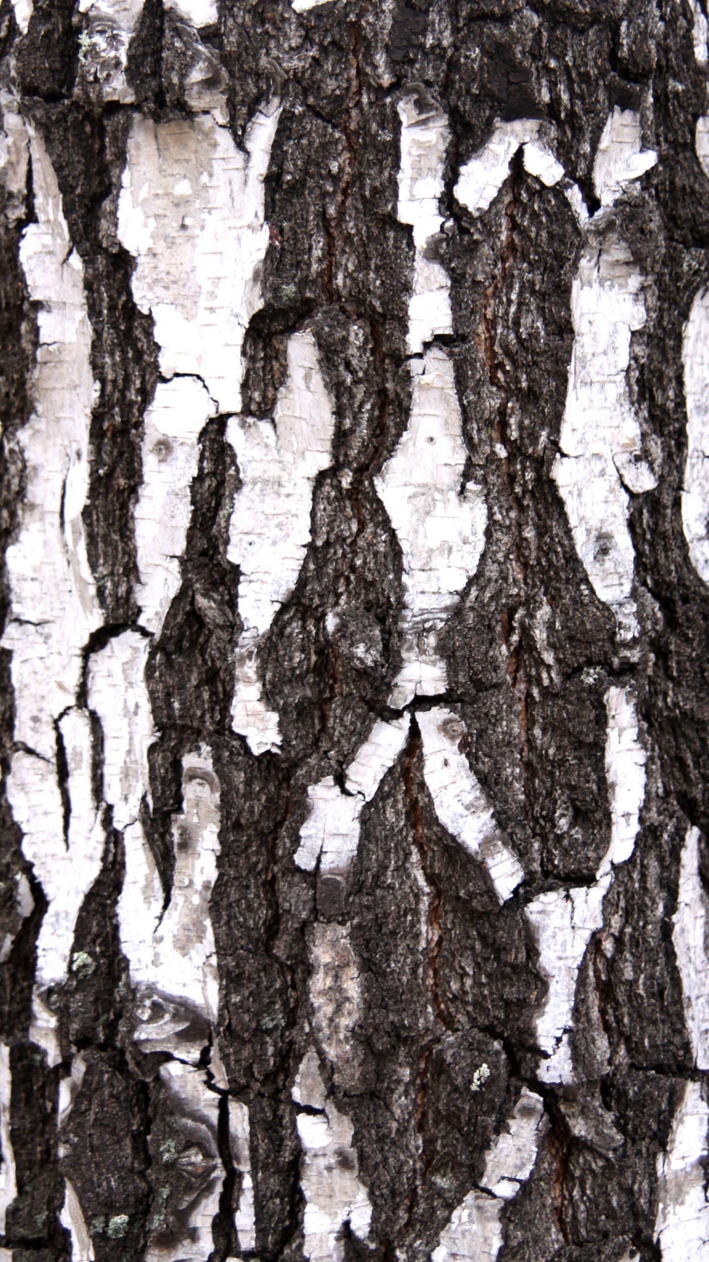 Brown Tree Trunk During Daytime. Wallpaper in 1440x2560 Resolution