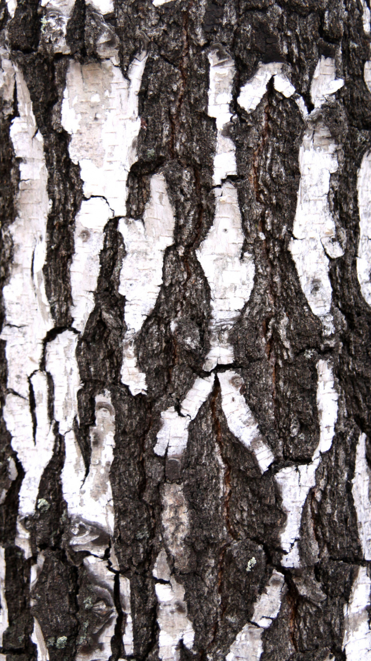 Brown Tree Trunk During Daytime. Wallpaper in 750x1334 Resolution