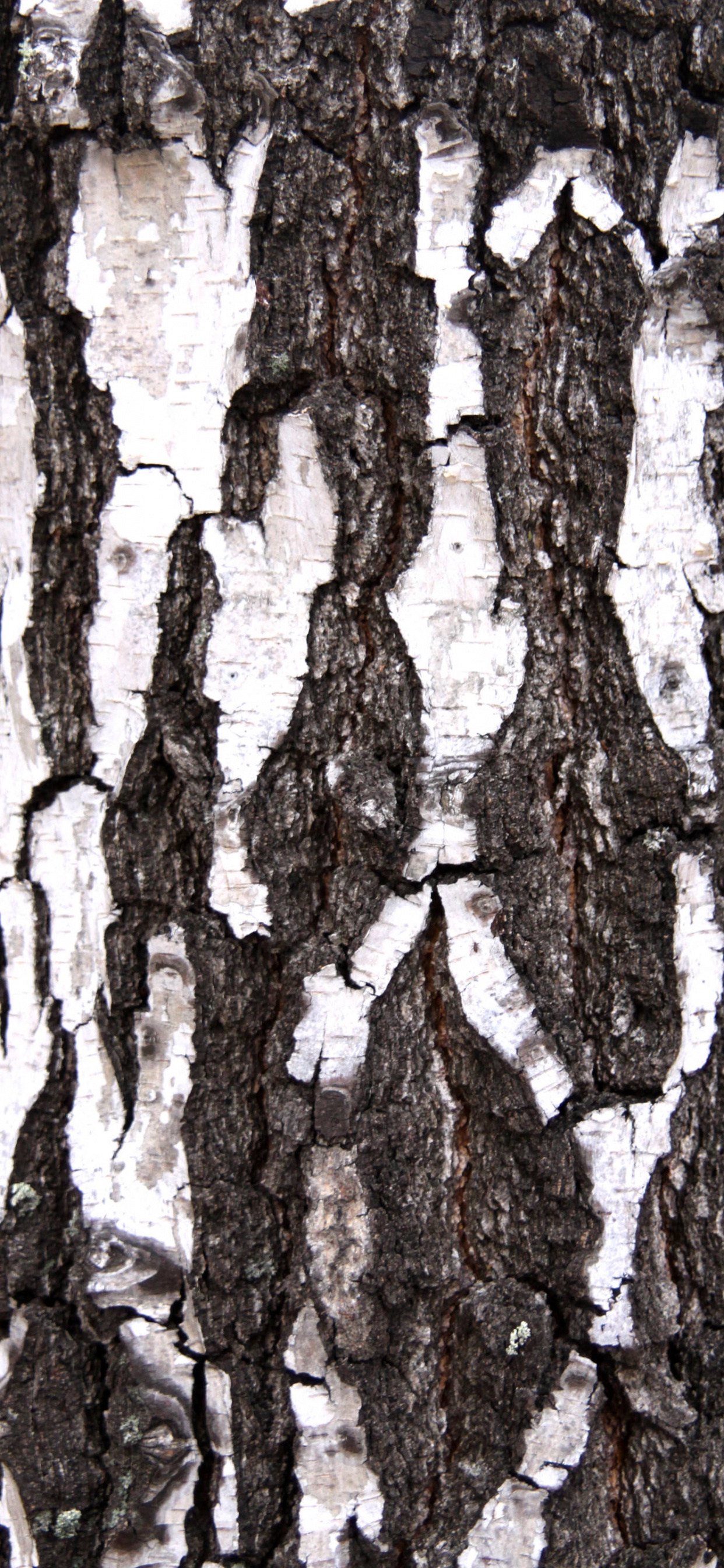 Tronco de Árbol Marrón Durante el Día. Wallpaper in 1242x2688 Resolution