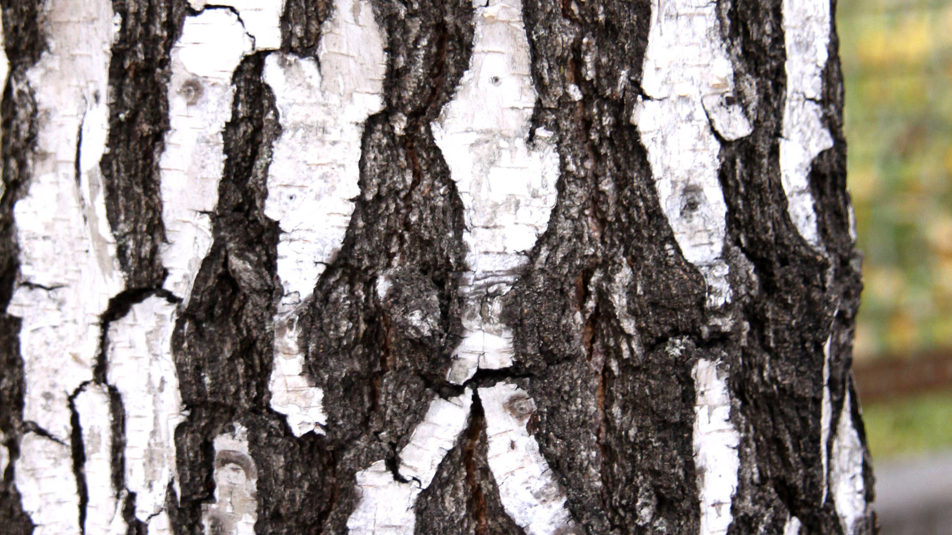 Tronco de Árbol Marrón Durante el Día. Wallpaper in 1920x1080 Resolution