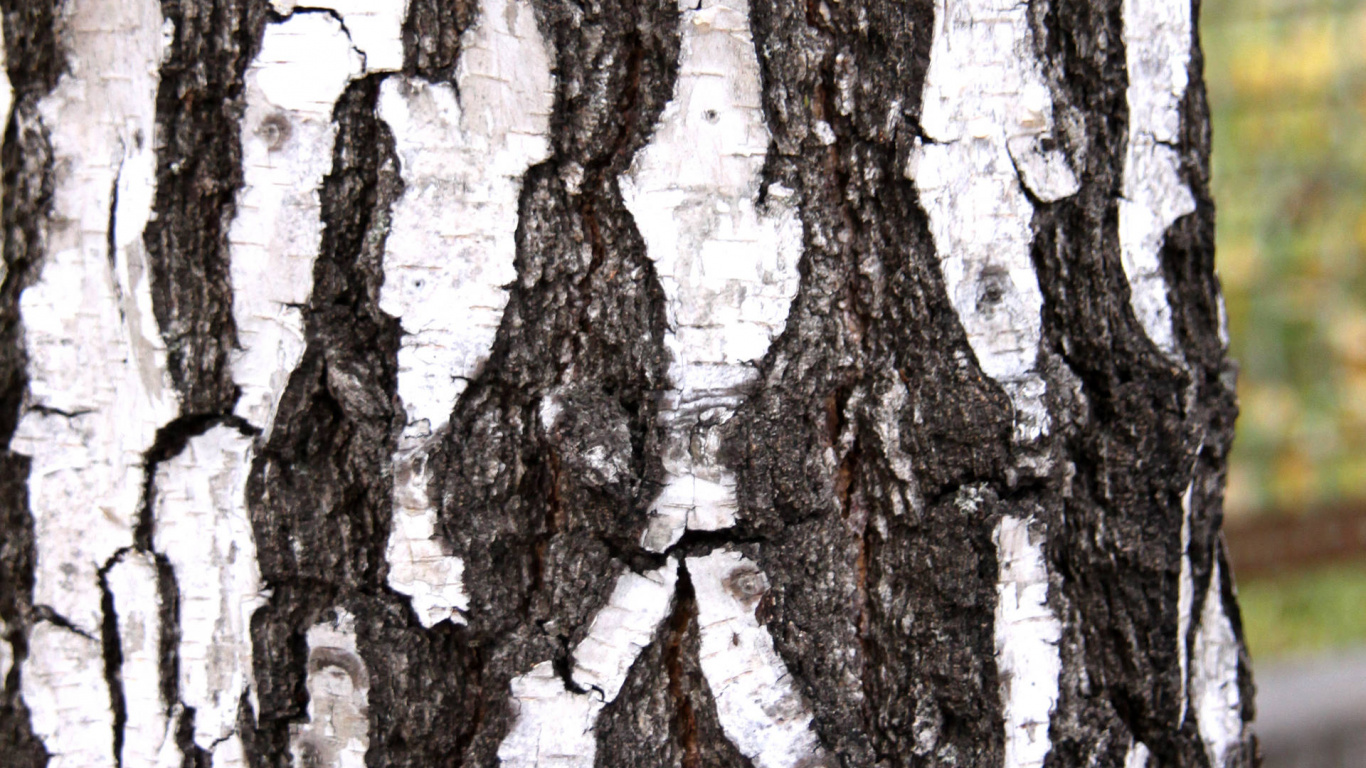 Tronc D'arbre Brun Pendant la Journée. Wallpaper in 1366x768 Resolution